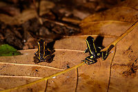 Yellow-bellied and Yellow-striped poison frog - back view, Uraba, Colombia Now here is something you don't see every day, a Yellow-bellied and Yellow-striped poison frog in a single scene. These were found a few meters apart and then placed on this leaf for a few photos, and then placed back. Going by my guide's explanation and some things I've been reading about, I'll make an attempt to explain identification, which is confusing.<br />
<br />
On the left, in orange, is the Yellow-bellied poison frog. It comes in several variants, where orange seems unusual. Here's another observation of an orange variant:<br />
https://www.inaturalist.org/observations/654072<br />
<br />
The Yellow-bellied poison frogs often have yellow stripes making it look superficially similar to the Yellow-striped poison frog from this angle. To the right is the actual Yellow-striped poison frog, in yellow. You can see it is a bit larger. Furthermore, there's yellow marks on the thighs and stripes further down the hind legs.<br />
<br />
Here's a side view comparison from different observations. Yellow-striped:<br />
https://www.jungledragon.com/image/59863/yellow-striped_poison_frog_-_side_view_uraba_colombia.html<br />
Yellow-bellied:<br />
<br />
https://www.jungledragon.com/image/58878/yellow-bellied_poison_frog_-_full_body_closeup_uraba_colombia.html<br />
<br />
Other views of this duo:<br />
<br />
https://www.jungledragon.com/image/59872/yellow-bellied_and_yellow-striped_poison_frog_-_side_view_uraba_colombia.html<br />
https://www.jungledragon.com/image/59871/yellow-bellied_and_yellow-striped_poison_frog_uraba_colombia.html Andinobates fulguritus,Antioquia,Colombia,Colombia Choco & Pacific region,South America,Uraba,Urab&aacute;,World,Yellow-bellied poison frog