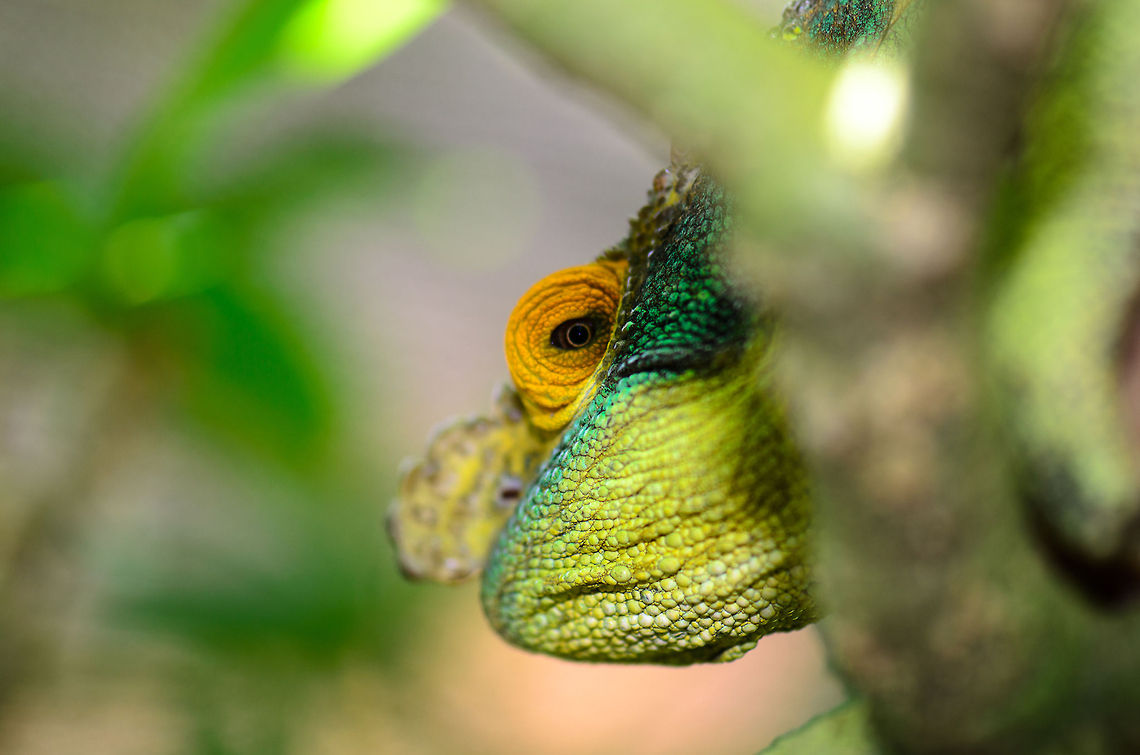 Orange-eyed Parsons chameleon in Madagascar A closeup of the head of this large Parsons Chameleon specie, easily recognized by its orange eye lids. This specie was captured in a reptile zoo in Madagascar, near Andasibe. Calumma parsonii,Geotagged,Madagascar,Parsons chameleon,Pyreras Reserve