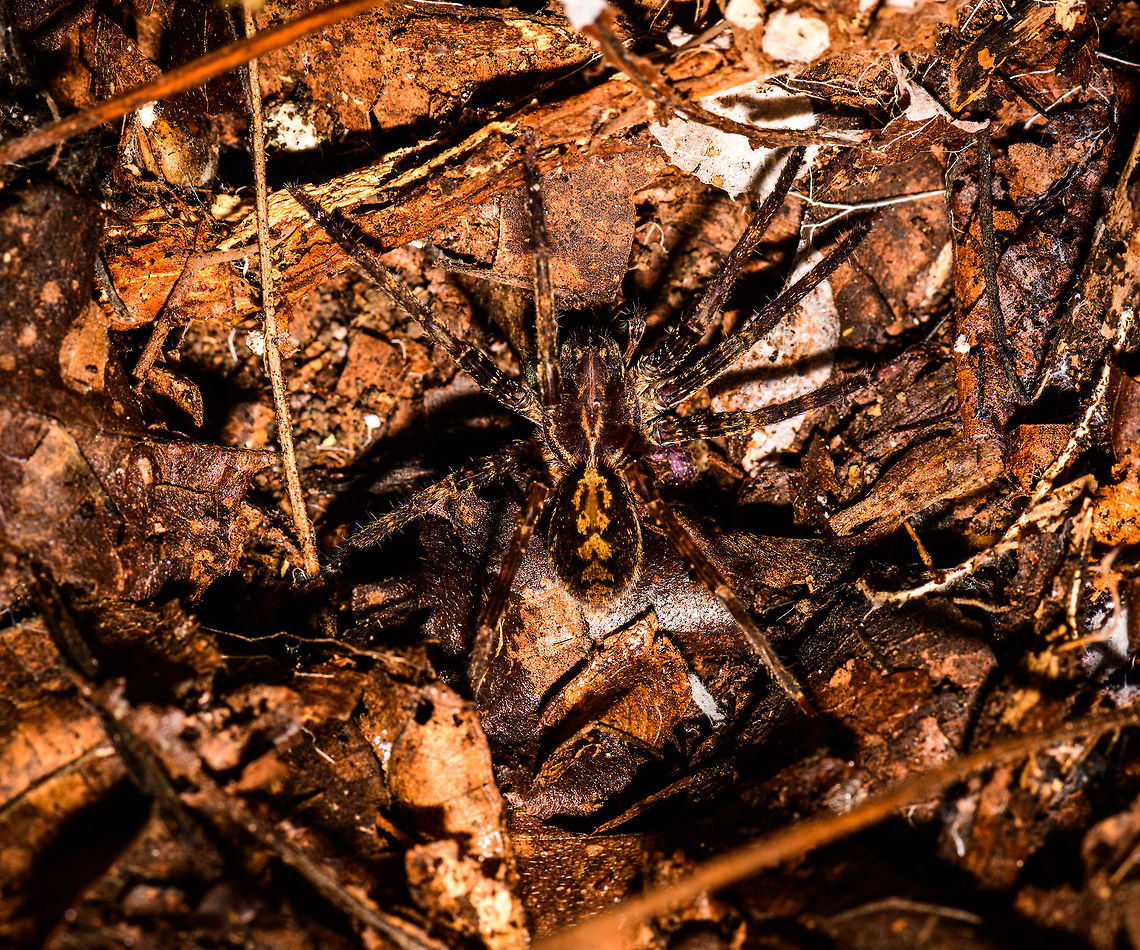 Ctenus sp. with yellow arrow patterns, Uraba, Colombia Found on the forest floor. It has an interesting set of arrow-like yellow shapes on its abdomen. Using some superficial visual searching, it somewhat resembles that of species in the Hapalopus genus, but not quite a full match. Plus, this one did not come across as a tarantula to me. Apparently, there are Dwarf Tarantulas though, so I'm confused:<br />
<a href="http://spidershop.pl/wp-content/uploads/2016/04/dwarf_tarantulas_v1_kicsi.jpg" rel="nofollow">http://spidershop.pl/wp-content/uploads/2016/04/dwarf_tarantulas_v1_kicsi.jpg</a><br />
<br />
Update: an expert indicates this as Ctenus sp. Antioquia,Colombia,Colombia Choco & Pacific region,South America,Uraba,Urab&aacute;,World