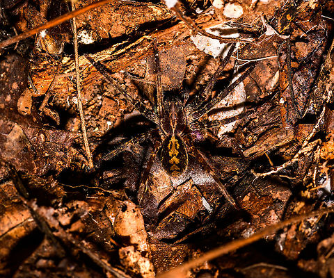 Ctenus sp. with yellow arrow patterns, Uraba, Colombia Found on the forest floor. It has an interesting set of arrow-like yellow shapes on its abdomen. Using some superficial visual searching, it somewhat resembles that of species in the Hapalopus genus, but not quite a full match. Plus, this one did not come across as a tarantula to me. Apparently, there are Dwarf Tarantulas though, so I'm confused:
http://spidershop.pl/wp-content/uploads/2016/04/dwarf_tarantulas_v1_kicsi.jpg

Update: an expert indicates this as Ctenus sp. Antioquia,Colombia,Colombia Choco & Pacific region,South America,Uraba,Urab&aacute;,World