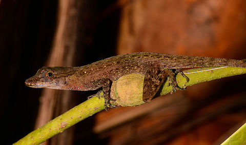 Tropical Anole - Male, Uraba, Colombia Anole lizards are pretty difficult to identify, yet in this case our local guide explained the process. He managed to capture a male and pulls its red dewlap, which is a key way to identify the species. The male and female were nearby so I'm sharing several shots:

https://www.jungledragon.com/image/59891/tropical_anole_-_male_uraba_colombia.html
https://www.jungledragon.com/image/59892/tropical_anole_-_male_head_closeup_uraba_colombia.html
https://www.jungledragon.com/image/59893/tropical_anole_-_male_dewlap_uraba_colombia.html
https://www.jungledragon.com/image/59894/tropical_anole_-_male_full_body_shot_uraba_colombia.html
https://www.jungledragon.com/image/59895/tropical_anole_-_male_back_view_uraba_colombia.html
https://www.jungledragon.com/image/59896/tropical_anole_-_male_side_view_uraba_colombia.html
https://www.jungledragon.com/image/59897/tropical_anole_-_male_closeup_uraba_colombia.html
https://www.jungledragon.com/image/59898/tropical_anole_-_female_side_view_uraba_colombia.html
https://www.jungledragon.com/image/59899/tropical_anole_-_female_side_view_ii_uraba_colombia.html
https://www.jungledragon.com/image/59900/tropical_anole_-_female_full_body_uraba_colombia.html
 Anolis tropidogaster,Antioquia,Colombia,Colombia Choco & Pacific region,South America,Tropical Anole,Uraba,Urabá,World