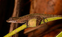 Tropical Anole - Male, Uraba, Colombia Anole lizards are pretty difficult to identify, yet in this case our local guide explained the process. He managed to capture a male and pulls its red dewlap, which is a key way to identify the species. The male and female were nearby so I'm sharing several shots:<br />
<br />
https://www.jungledragon.com/image/59891/tropical_anole_-_male_uraba_colombia.html<br />
https://www.jungledragon.com/image/59892/tropical_anole_-_male_head_closeup_uraba_colombia.html<br />
https://www.jungledragon.com/image/59893/tropical_anole_-_male_dewlap_uraba_colombia.html<br />
https://www.jungledragon.com/image/59894/tropical_anole_-_male_full_body_shot_uraba_colombia.html<br />
https://www.jungledragon.com/image/59895/tropical_anole_-_male_back_view_uraba_colombia.html<br />
https://www.jungledragon.com/image/59896/tropical_anole_-_male_side_view_uraba_colombia.html<br />
https://www.jungledragon.com/image/59897/tropical_anole_-_male_closeup_uraba_colombia.html<br />
https://www.jungledragon.com/image/59898/tropical_anole_-_female_side_view_uraba_colombia.html<br />
https://www.jungledragon.com/image/59899/tropical_anole_-_female_side_view_ii_uraba_colombia.html<br />
https://www.jungledragon.com/image/59900/tropical_anole_-_female_full_body_uraba_colombia.html<br />
 Anolis tropidogaster,Antioquia,Colombia,Colombia Choco & Pacific region,South America,Tropical Anole,Uraba,Urab&aacute;,World