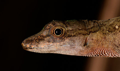 Tropical Anole - Male head closeup, Uraba, Colombia Anole lizards are pretty difficult to identify, yet in this case our local guide explained the process. He managed to capture a male and pulls its red dewlap, which is a key way to identify the species. The male and female were nearby so I'm sharing several shots:

https://www.jungledragon.com/image/59891/tropical_anole_-_male_uraba_colombia.html
https://www.jungledragon.com/image/59892/tropical_anole_-_male_head_closeup_uraba_colombia.html
https://www.jungledragon.com/image/59893/tropical_anole_-_male_dewlap_uraba_colombia.html
https://www.jungledragon.com/image/59894/tropical_anole_-_male_full_body_shot_uraba_colombia.html
https://www.jungledragon.com/image/59895/tropical_anole_-_male_back_view_uraba_colombia.html
https://www.jungledragon.com/image/59896/tropical_anole_-_male_side_view_uraba_colombia.html
https://www.jungledragon.com/image/59897/tropical_anole_-_male_closeup_uraba_colombia.html
https://www.jungledragon.com/image/59898/tropical_anole_-_female_side_view_uraba_colombia.html
https://www.jungledragon.com/image/59899/tropical_anole_-_female_side_view_ii_uraba_colombia.html
https://www.jungledragon.com/image/59900/tropical_anole_-_female_full_body_uraba_colombia.html Anolis tropidogaster,Antioquia,Colombia,Colombia Choco & Pacific region,South America,Tropical Anole,Uraba,Urab&aacute;,World