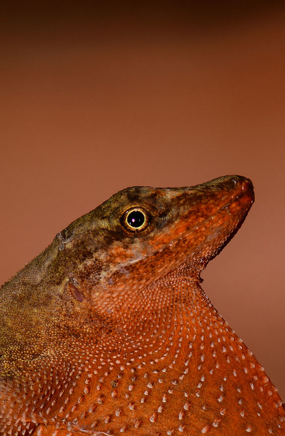 Tropical Anole - Male dewlap, Uraba, Colombia Anole lizards are pretty difficult to identify, yet in this case our local guide explained the process. He managed to capture a male and pulls its red dewlap, which is a key way to identify the species. The male and female were nearby so I'm sharing several shots:<br />
<br />
<figure class="photo"><a href="https://www.jungledragon.com/image/59891/tropical_anole_-_male_uraba_colombia.html" title="Tropical Anole - Male, Uraba, Colombia"><img src="https://s3.amazonaws.com/media.jungledragon.com/images/2/59891_thumb.jpg?AWSAccessKeyId=05GMT0V3GWVNE7GGM1R2&Expires=1770854410&Signature=V7qRsZ544hQMBUIFiDdhfLgcnS4%3D" width="200" height="120" alt="Tropical Anole - Male, Uraba, Colombia Anole lizards are pretty difficult to identify, yet in this case our local guide explained the process. He managed to capture a male and pulls its red dewlap, which is a key way to identify the species. The male and female were nearby so I'm sharing several shots:<br />
<br />
https://www.jungledragon.com/image/59891/tropical_anole_-_male_uraba_colombia.html<br />
https://www.jungledragon.com/image/59892/tropical_anole_-_male_head_closeup_uraba_colombia.html<br />
https://www.jungledragon.com/image/59893/tropical_anole_-_male_dewlap_uraba_colombia.html<br />
https://www.jungledragon.com/image/59894/tropical_anole_-_male_full_body_shot_uraba_colombia.html<br />
https://www.jungledragon.com/image/59895/tropical_anole_-_male_back_view_uraba_colombia.html<br />
https://www.jungledragon.com/image/59896/tropical_anole_-_male_side_view_uraba_colombia.html<br />
https://www.jungledragon.com/image/59897/tropical_anole_-_male_closeup_uraba_colombia.html<br />
https://www.jungledragon.com/image/59898/tropical_anole_-_female_side_view_uraba_colombia.html<br />
https://www.jungledragon.com/image/59899/tropical_anole_-_female_side_view_ii_uraba_colombia.html<br />
https://www.jungledragon.com/image/59900/tropical_anole_-_female_full_body_uraba_colombia.html<br />
 Anolis tropidogaster,Antioquia,Colombia,Colombia Choco &amp; Pacific region,South America,Tropical Anole,Uraba,Urab&aacute;,World" /></a></figure><br />
<figure class="photo"><a href="https://www.jungledragon.com/image/59892/tropical_anole_-_male_head_closeup_uraba_colombia.html" title="Tropical Anole - Male head closeup, Uraba, Colombia"><img src="https://s3.amazonaws.com/media.jungledragon.com/images/2/59892_thumb.jpg?AWSAccessKeyId=05GMT0V3GWVNE7GGM1R2&Expires=1770854410&Signature=P7Du00wAAB2Mfi8qwWAriLWHYiE%3D" width="200" height="120" alt="Tropical Anole - Male head closeup, Uraba, Colombia Anole lizards are pretty difficult to identify, yet in this case our local guide explained the process. He managed to capture a male and pulls its red dewlap, which is a key way to identify the species. The male and female were nearby so I'm sharing several shots:<br />
<br />
https://www.jungledragon.com/image/59891/tropical_anole_-_male_uraba_colombia.html<br />
https://www.jungledragon.com/image/59892/tropical_anole_-_male_head_closeup_uraba_colombia.html<br />
https://www.jungledragon.com/image/59893/tropical_anole_-_male_dewlap_uraba_colombia.html<br />
https://www.jungledragon.com/image/59894/tropical_anole_-_male_full_body_shot_uraba_colombia.html<br />
https://www.jungledragon.com/image/59895/tropical_anole_-_male_back_view_uraba_colombia.html<br />
https://www.jungledragon.com/image/59896/tropical_anole_-_male_side_view_uraba_colombia.html<br />
https://www.jungledragon.com/image/59897/tropical_anole_-_male_closeup_uraba_colombia.html<br />
https://www.jungledragon.com/image/59898/tropical_anole_-_female_side_view_uraba_colombia.html<br />
https://www.jungledragon.com/image/59899/tropical_anole_-_female_side_view_ii_uraba_colombia.html<br />
https://www.jungledragon.com/image/59900/tropical_anole_-_female_full_body_uraba_colombia.html Anolis tropidogaster,Antioquia,Colombia,Colombia Choco &amp; Pacific region,South America,Tropical Anole,Uraba,Urab&aacute;,World" /></a></figure><br />
<figure class="photo"><a href="https://www.jungledragon.com/image/59893/tropical_anole_-_male_dewlap_uraba_colombia.html" title="Tropical Anole - Male dewlap, Uraba, Colombia"><img src="https://s3.amazonaws.com/media.jungledragon.com/images/2/59893_thumb.jpg?AWSAccessKeyId=05GMT0V3GWVNE7GGM1R2&Expires=1770854410&Signature=bI8vJMT8WVcBatc917MiO7loCfE%3D" width="100" height="152" alt="Tropical Anole - Male dewlap, Uraba, Colombia Anole lizards are pretty difficult to identify, yet in this case our local guide explained the process. He managed to capture a male and pulls its red dewlap, which is a key way to identify the species. The male and female were nearby so I'm sharing several shots:<br />
<br />
https://www.jungledragon.com/image/59891/tropical_anole_-_male_uraba_colombia.html<br />
https://www.jungledragon.com/image/59892/tropical_anole_-_male_head_closeup_uraba_colombia.html<br />
https://www.jungledragon.com/image/59893/tropical_anole_-_male_dewlap_uraba_colombia.html<br />
https://www.jungledragon.com/image/59894/tropical_anole_-_male_full_body_shot_uraba_colombia.html<br />
https://www.jungledragon.com/image/59895/tropical_anole_-_male_back_view_uraba_colombia.html<br />
https://www.jungledragon.com/image/59896/tropical_anole_-_male_side_view_uraba_colombia.html<br />
https://www.jungledragon.com/image/59897/tropical_anole_-_male_closeup_uraba_colombia.html<br />
https://www.jungledragon.com/image/59898/tropical_anole_-_female_side_view_uraba_colombia.html<br />
https://www.jungledragon.com/image/59899/tropical_anole_-_female_side_view_ii_uraba_colombia.html<br />
https://www.jungledragon.com/image/59900/tropical_anole_-_female_full_body_uraba_colombia.html Anolis tropidogaster,Antioquia,Colombia,Colombia Choco &amp; Pacific region,South America,Tropical Anole,Uraba,Urab&aacute;,World" /></a></figure><br />
<figure class="photo"><a href="https://www.jungledragon.com/image/59894/tropical_anole_-_male_full_body_shot_uraba_colombia.html" title="Tropical Anole - Male full body shot, Uraba, Colombia"><img src="https://s3.amazonaws.com/media.jungledragon.com/images/2/59894_thumb.jpg?AWSAccessKeyId=05GMT0V3GWVNE7GGM1R2&Expires=1770854410&Signature=VNgBkWS4hmDL8ZD8mQLxeo32peE%3D" width="200" height="182" alt="Tropical Anole - Male full body shot, Uraba, Colombia Anole lizards are pretty difficult to identify, yet in this case our local guide explained the process. He managed to capture a male and pulls its red dewlap, which is a key way to identify the species. The male and female were nearby so I'm sharing several shots:<br />
<br />
https://www.jungledragon.com/image/59891/tropical_anole_-_male_uraba_colombia.html<br />
https://www.jungledragon.com/image/59892/tropical_anole_-_male_head_closeup_uraba_colombia.html<br />
https://www.jungledragon.com/image/59893/tropical_anole_-_male_dewlap_uraba_colombia.html<br />
https://www.jungledragon.com/image/59894/tropical_anole_-_male_full_body_shot_uraba_colombia.html<br />
https://www.jungledragon.com/image/59895/tropical_anole_-_male_back_view_uraba_colombia.html<br />
https://www.jungledragon.com/image/59896/tropical_anole_-_male_side_view_uraba_colombia.html<br />
https://www.jungledragon.com/image/59897/tropical_anole_-_male_closeup_uraba_colombia.html<br />
https://www.jungledragon.com/image/59898/tropical_anole_-_female_side_view_uraba_colombia.html<br />
https://www.jungledragon.com/image/59899/tropical_anole_-_female_side_view_ii_uraba_colombia.html<br />
https://www.jungledragon.com/image/59900/tropical_anole_-_female_full_body_uraba_colombia.html Anolis tropidogaster,Antioquia,Colombia,Colombia Choco &amp; Pacific region,Fall,Geotagged,South America,Tropical Anole,Uraba,Urab&aacute;,World" /></a></figure><br />
<figure class="photo"><a href="https://www.jungledragon.com/image/59895/tropical_anole_-_male_back_view_uraba_colombia.html" title="Tropical Anole - Male back view, Uraba, Colombia"><img src="https://s3.amazonaws.com/media.jungledragon.com/images/2/59895_thumb.jpg?AWSAccessKeyId=05GMT0V3GWVNE7GGM1R2&Expires=1770854410&Signature=YGrA6FL5J%2FdDNOrd%2FZM5pZYbclk%3D" width="200" height="134" alt="Tropical Anole - Male back view, Uraba, Colombia Anole lizards are pretty difficult to identify, yet in this case our local guide explained the process. He managed to capture a male and pulls its red dewlap, which is a key way to identify the species. The male and female were nearby so I'm sharing several shots:<br />
<br />
https://www.jungledragon.com/image/59891/tropical_anole_-_male_uraba_colombia.html<br />
https://www.jungledragon.com/image/59892/tropical_anole_-_male_head_closeup_uraba_colombia.html<br />
https://www.jungledragon.com/image/59893/tropical_anole_-_male_dewlap_uraba_colombia.html<br />
https://www.jungledragon.com/image/59894/tropical_anole_-_male_full_body_shot_uraba_colombia.html<br />
https://www.jungledragon.com/image/59895/tropical_anole_-_male_back_view_uraba_colombia.html<br />
https://www.jungledragon.com/image/59896/tropical_anole_-_male_side_view_uraba_colombia.html<br />
https://www.jungledragon.com/image/59897/tropical_anole_-_male_closeup_uraba_colombia.html<br />
https://www.jungledragon.com/image/59898/tropical_anole_-_female_side_view_uraba_colombia.html<br />
https://www.jungledragon.com/image/59899/tropical_anole_-_female_side_view_ii_uraba_colombia.html<br />
https://www.jungledragon.com/image/59900/tropical_anole_-_female_full_body_uraba_colombia.html Anolis tropidogaster,Antioquia,Colombia,Colombia Choco &amp; Pacific region,Fall,Geotagged,South America,Tropical Anole,Uraba,Urab&aacute;,World" /></a></figure><br />
<figure class="photo"><a href="https://www.jungledragon.com/image/59896/tropical_anole_-_male_side_view_uraba_colombia.html" title="Tropical Anole - Male side view, Uraba, Colombia"><img src="https://s3.amazonaws.com/media.jungledragon.com/images/2/59896_thumb.jpg?AWSAccessKeyId=05GMT0V3GWVNE7GGM1R2&Expires=1770854410&Signature=R16ujp0gFRG21Z%2F9LRHMGkzNiVk%3D" width="88" height="152" alt="Tropical Anole - Male side view, Uraba, Colombia Anole lizards are pretty difficult to identify, yet in this case our local guide explained the process. He managed to capture a male and pulls its red dewlap, which is a key way to identify the species. The male and female were nearby so I'm sharing several shots:<br />
<br />
https://www.jungledragon.com/image/59891/tropical_anole_-_male_uraba_colombia.html<br />
https://www.jungledragon.com/image/59892/tropical_anole_-_male_head_closeup_uraba_colombia.html<br />
https://www.jungledragon.com/image/59893/tropical_anole_-_male_dewlap_uraba_colombia.html<br />
https://www.jungledragon.com/image/59894/tropical_anole_-_male_full_body_shot_uraba_colombia.html<br />
https://www.jungledragon.com/image/59895/tropical_anole_-_male_back_view_uraba_colombia.html<br />
https://www.jungledragon.com/image/59896/tropical_anole_-_male_side_view_uraba_colombia.html<br />
https://www.jungledragon.com/image/59897/tropical_anole_-_male_closeup_uraba_colombia.html<br />
https://www.jungledragon.com/image/59898/tropical_anole_-_female_side_view_uraba_colombia.html<br />
https://www.jungledragon.com/image/59899/tropical_anole_-_female_side_view_ii_uraba_colombia.html<br />
https://www.jungledragon.com/image/59900/tropical_anole_-_female_full_body_uraba_colombia.html Anolis tropidogaster,Antioquia,Colombia,Colombia Choco &amp; Pacific region,Fall,Geotagged,South America,Tropical Anole,Uraba,Urab&aacute;,World" /></a></figure><br />
<figure class="photo"><a href="https://www.jungledragon.com/image/59897/tropical_anole_-_male_closeup_uraba_colombia.html" title="Tropical Anole - Male closeup, Uraba, Colombia"><img src="https://s3.amazonaws.com/media.jungledragon.com/images/2/59897_thumb.jpg?AWSAccessKeyId=05GMT0V3GWVNE7GGM1R2&Expires=1770854410&Signature=%2B8bLV8BUNC5Mm94JYfGTbrMuO8Q%3D" width="150" height="152" alt="Tropical Anole - Male closeup, Uraba, Colombia Anole lizards are pretty difficult to identify, yet in this case our local guide explained the process. He managed to capture a male and pulls its red dewlap, which is a key way to identify the species. The male and female were nearby so I'm sharing several shots:<br />
<br />
https://www.jungledragon.com/image/59891/tropical_anole_-_male_uraba_colombia.html<br />
https://www.jungledragon.com/image/59892/tropical_anole_-_male_head_closeup_uraba_colombia.html<br />
https://www.jungledragon.com/image/59893/tropical_anole_-_male_dewlap_uraba_colombia.html<br />
https://www.jungledragon.com/image/59894/tropical_anole_-_male_full_body_shot_uraba_colombia.html<br />
https://www.jungledragon.com/image/59895/tropical_anole_-_male_back_view_uraba_colombia.html<br />
https://www.jungledragon.com/image/59896/tropical_anole_-_male_side_view_uraba_colombia.html<br />
https://www.jungledragon.com/image/59897/tropical_anole_-_male_closeup_uraba_colombia.html<br />
https://www.jungledragon.com/image/59898/tropical_anole_-_female_side_view_uraba_colombia.html<br />
https://www.jungledragon.com/image/59899/tropical_anole_-_female_side_view_ii_uraba_colombia.html<br />
https://www.jungledragon.com/image/59900/tropical_anole_-_female_full_body_uraba_colombia.html Anolis tropidogaster,Antioquia,Colombia,Colombia Choco &amp; Pacific region,Fall,Geotagged,South America,Tropical Anole,Uraba,Urab&aacute;,World" /></a></figure><br />
<figure class="photo"><a href="https://www.jungledragon.com/image/59898/tropical_anole_-_female_side_view_uraba_colombia.html" title="Tropical Anole - Female side view, Uraba, Colombia"><img src="https://s3.amazonaws.com/media.jungledragon.com/images/2/59898_thumb.jpg?AWSAccessKeyId=05GMT0V3GWVNE7GGM1R2&Expires=1770854410&Signature=2U9WJjEfWIRjufK0JlN9ne4ycRA%3D" width="200" height="144" alt="Tropical Anole - Female side view, Uraba, Colombia Anole lizards are pretty difficult to identify, yet in this case our local guide explained the process. He managed to capture a male and pulls its red dewlap, which is a key way to identify the species. The male and female were nearby so I'm sharing several shots:<br />
<br />
https://www.jungledragon.com/image/59891/tropical_anole_-_male_uraba_colombia.html<br />
https://www.jungledragon.com/image/59892/tropical_anole_-_male_head_closeup_uraba_colombia.html<br />
https://www.jungledragon.com/image/59893/tropical_anole_-_male_dewlap_uraba_colombia.html<br />
https://www.jungledragon.com/image/59894/tropical_anole_-_male_full_body_shot_uraba_colombia.html<br />
https://www.jungledragon.com/image/59895/tropical_anole_-_male_back_view_uraba_colombia.html<br />
https://www.jungledragon.com/image/59896/tropical_anole_-_male_side_view_uraba_colombia.html<br />
https://www.jungledragon.com/image/59897/tropical_anole_-_male_closeup_uraba_colombia.html<br />
https://www.jungledragon.com/image/59898/tropical_anole_-_female_side_view_uraba_colombia.html<br />
https://www.jungledragon.com/image/59899/tropical_anole_-_female_side_view_ii_uraba_colombia.html<br />
https://www.jungledragon.com/image/59900/tropical_anole_-_female_full_body_uraba_colombia.html Anolis tropidogaster,Antioquia,Colombia,Colombia Choco &amp; Pacific region,Fall,Geotagged,South America,Tropical Anole,Uraba,Urab&aacute;,World" /></a></figure><br />
<figure class="photo"><a href="https://www.jungledragon.com/image/59899/tropical_anole_-_female_side_view_ii_uraba_colombia.html" title="Tropical Anole - Female side view II, Uraba, Colombia"><img src="https://s3.amazonaws.com/media.jungledragon.com/images/2/59899_thumb.jpg?AWSAccessKeyId=05GMT0V3GWVNE7GGM1R2&Expires=1770854410&Signature=iLoa%2BF93XaC%2BX5m%2FdSS0HnM6zI0%3D" width="200" height="134" alt="Tropical Anole - Female side view II, Uraba, Colombia Anole lizards are pretty difficult to identify, yet in this case our local guide explained the process. He managed to capture a male and pulls its red dewlap, which is a key way to identify the species. The male and female were nearby so I'm sharing several shots:<br />
<br />
https://www.jungledragon.com/image/59891/tropical_anole_-_male_uraba_colombia.html<br />
https://www.jungledragon.com/image/59892/tropical_anole_-_male_head_closeup_uraba_colombia.html<br />
https://www.jungledragon.com/image/59893/tropical_anole_-_male_dewlap_uraba_colombia.html<br />
https://www.jungledragon.com/image/59894/tropical_anole_-_male_full_body_shot_uraba_colombia.html<br />
https://www.jungledragon.com/image/59895/tropical_anole_-_male_back_view_uraba_colombia.html<br />
https://www.jungledragon.com/image/59896/tropical_anole_-_male_side_view_uraba_colombia.html<br />
https://www.jungledragon.com/image/59897/tropical_anole_-_male_closeup_uraba_colombia.html<br />
https://www.jungledragon.com/image/59898/tropical_anole_-_female_side_view_uraba_colombia.html<br />
https://www.jungledragon.com/image/59899/tropical_anole_-_female_side_view_ii_uraba_colombia.html<br />
https://www.jungledragon.com/image/59900/tropical_anole_-_female_full_body_uraba_colombia.html Anolis tropidogaster,Antioquia,Colombia,Colombia Choco &amp; Pacific region,Fall,Geotagged,South America,Tropical Anole,Uraba,Urab&aacute;,World" /></a></figure><br />
<figure class="photo"><a href="https://www.jungledragon.com/image/59900/tropical_anole_-_female_full_body_uraba_colombia.html" title="Tropical Anole - Female full body, Uraba, Colombia"><img src="https://s3.amazonaws.com/media.jungledragon.com/images/2/59900_thumb.jpg?AWSAccessKeyId=05GMT0V3GWVNE7GGM1R2&Expires=1770854410&Signature=RGL596FPgfX31HmmGgxs%2FPACO7c%3D" width="102" height="152" alt="Tropical Anole - Female full body, Uraba, Colombia Anole lizards are pretty difficult to identify, yet in this case our local guide explained the process. He managed to capture a male and pulls its red dewlap, which is a key way to identify the species. The male and female were nearby so I'm sharing several shots:<br />
<br />
https://www.jungledragon.com/image/59891/tropical_anole_-_male_uraba_colombia.html<br />
https://www.jungledragon.com/image/59892/tropical_anole_-_male_head_closeup_uraba_colombia.html<br />
https://www.jungledragon.com/image/59893/tropical_anole_-_male_dewlap_uraba_colombia.html<br />
https://www.jungledragon.com/image/59894/tropical_anole_-_male_full_body_shot_uraba_colombia.html<br />
https://www.jungledragon.com/image/59895/tropical_anole_-_male_back_view_uraba_colombia.html<br />
https://www.jungledragon.com/image/59896/tropical_anole_-_male_side_view_uraba_colombia.html<br />
https://www.jungledragon.com/image/59897/tropical_anole_-_male_closeup_uraba_colombia.html<br />
https://www.jungledragon.com/image/59898/tropical_anole_-_female_side_view_uraba_colombia.html<br />
https://www.jungledragon.com/image/59899/tropical_anole_-_female_side_view_ii_uraba_colombia.html<br />
https://www.jungledragon.com/image/59900/tropical_anole_-_female_full_body_uraba_colombia.html Anolis tropidogaster,Antioquia,Colombia,Colombia Choco &amp; Pacific region,Fall,Geotagged,South America,Tropical Anole,Uraba,Urab&aacute;,World" /></a></figure> Anolis tropidogaster,Antioquia,Colombia,Colombia Choco & Pacific region,South America,Tropical Anole,Uraba,Urab&aacute;,World