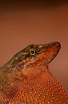 Tropical Anole - Male dewlap, Uraba, Colombia Anole lizards are pretty difficult to identify, yet in this case our local guide explained the process. He managed to capture a male and pulls its red dewlap, which is a key way to identify the species. The male and female were nearby so I'm sharing several shots:<br />
<br />
https://www.jungledragon.com/image/59891/tropical_anole_-_male_uraba_colombia.html<br />
https://www.jungledragon.com/image/59892/tropical_anole_-_male_head_closeup_uraba_colombia.html<br />
https://www.jungledragon.com/image/59893/tropical_anole_-_male_dewlap_uraba_colombia.html<br />
https://www.jungledragon.com/image/59894/tropical_anole_-_male_full_body_shot_uraba_colombia.html<br />
https://www.jungledragon.com/image/59895/tropical_anole_-_male_back_view_uraba_colombia.html<br />
https://www.jungledragon.com/image/59896/tropical_anole_-_male_side_view_uraba_colombia.html<br />
https://www.jungledragon.com/image/59897/tropical_anole_-_male_closeup_uraba_colombia.html<br />
https://www.jungledragon.com/image/59898/tropical_anole_-_female_side_view_uraba_colombia.html<br />
https://www.jungledragon.com/image/59899/tropical_anole_-_female_side_view_ii_uraba_colombia.html<br />
https://www.jungledragon.com/image/59900/tropical_anole_-_female_full_body_uraba_colombia.html Anolis tropidogaster,Antioquia,Colombia,Colombia Choco & Pacific region,South America,Tropical Anole,Uraba,Urab&aacute;,World