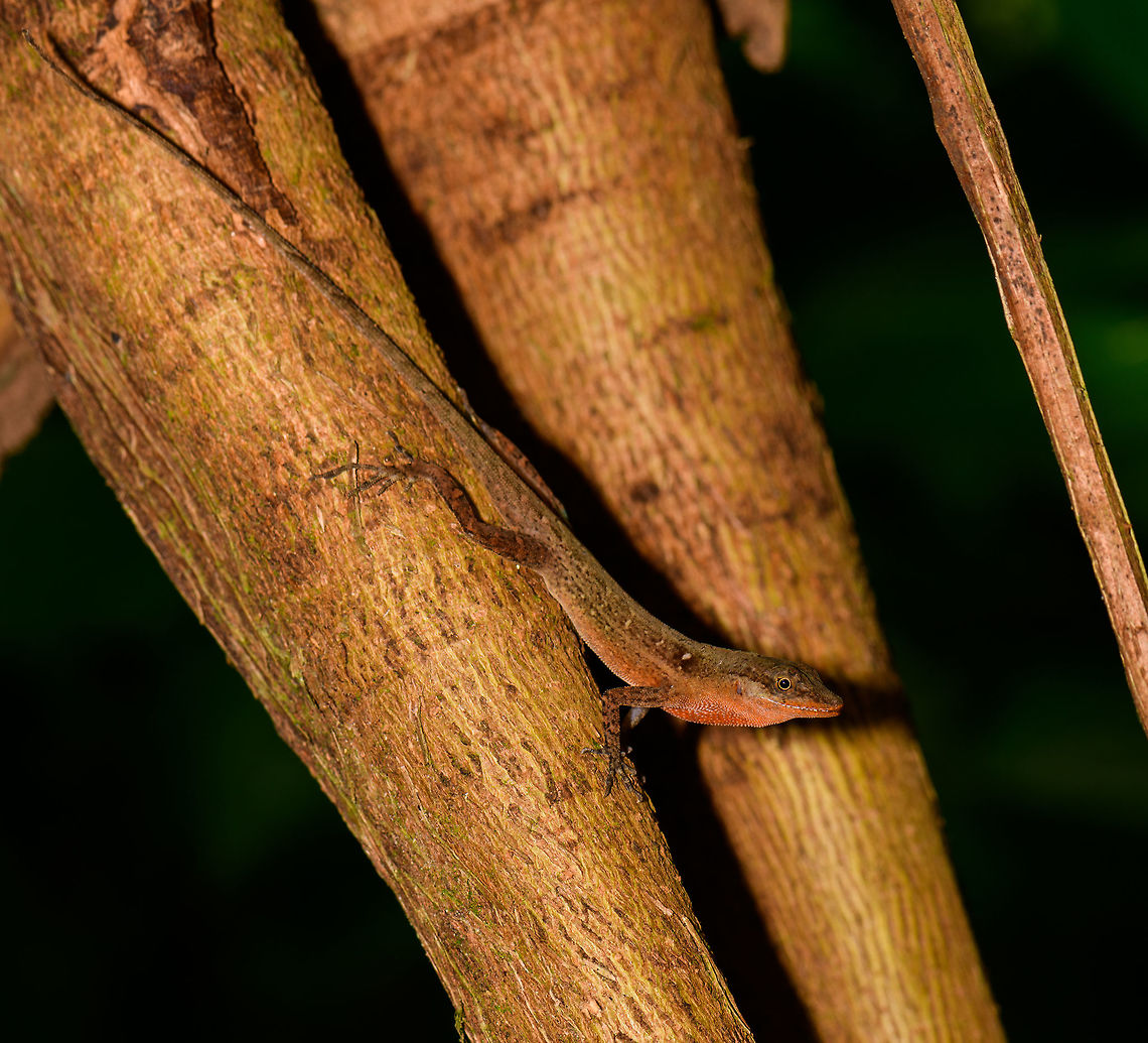 Tropical Anole - Male full body shot, Uraba, Colombia Anole lizards are pretty difficult to identify, yet in this case our local guide explained the process. He managed to capture a male and pulls its red dewlap, which is a key way to identify the species. The male and female were nearby so I'm sharing several shots:<br />
<br />
<figure class="photo"><a href="https://www.jungledragon.com/image/59891/tropical_anole_-_male_uraba_colombia.html" title="Tropical Anole - Male, Uraba, Colombia"><img src="https://s3.amazonaws.com/media.jungledragon.com/images/2/59891_thumb.jpg?AWSAccessKeyId=05GMT0V3GWVNE7GGM1R2&Expires=1770854410&Signature=V7qRsZ544hQMBUIFiDdhfLgcnS4%3D" width="200" height="120" alt="Tropical Anole - Male, Uraba, Colombia Anole lizards are pretty difficult to identify, yet in this case our local guide explained the process. He managed to capture a male and pulls its red dewlap, which is a key way to identify the species. The male and female were nearby so I'm sharing several shots:<br />
<br />
https://www.jungledragon.com/image/59891/tropical_anole_-_male_uraba_colombia.html<br />
https://www.jungledragon.com/image/59892/tropical_anole_-_male_head_closeup_uraba_colombia.html<br />
https://www.jungledragon.com/image/59893/tropical_anole_-_male_dewlap_uraba_colombia.html<br />
https://www.jungledragon.com/image/59894/tropical_anole_-_male_full_body_shot_uraba_colombia.html<br />
https://www.jungledragon.com/image/59895/tropical_anole_-_male_back_view_uraba_colombia.html<br />
https://www.jungledragon.com/image/59896/tropical_anole_-_male_side_view_uraba_colombia.html<br />
https://www.jungledragon.com/image/59897/tropical_anole_-_male_closeup_uraba_colombia.html<br />
https://www.jungledragon.com/image/59898/tropical_anole_-_female_side_view_uraba_colombia.html<br />
https://www.jungledragon.com/image/59899/tropical_anole_-_female_side_view_ii_uraba_colombia.html<br />
https://www.jungledragon.com/image/59900/tropical_anole_-_female_full_body_uraba_colombia.html<br />
 Anolis tropidogaster,Antioquia,Colombia,Colombia Choco &amp; Pacific region,South America,Tropical Anole,Uraba,Urab&aacute;,World" /></a></figure><br />
<figure class="photo"><a href="https://www.jungledragon.com/image/59892/tropical_anole_-_male_head_closeup_uraba_colombia.html" title="Tropical Anole - Male head closeup, Uraba, Colombia"><img src="https://s3.amazonaws.com/media.jungledragon.com/images/2/59892_thumb.jpg?AWSAccessKeyId=05GMT0V3GWVNE7GGM1R2&Expires=1770854410&Signature=P7Du00wAAB2Mfi8qwWAriLWHYiE%3D" width="200" height="120" alt="Tropical Anole - Male head closeup, Uraba, Colombia Anole lizards are pretty difficult to identify, yet in this case our local guide explained the process. He managed to capture a male and pulls its red dewlap, which is a key way to identify the species. The male and female were nearby so I'm sharing several shots:<br />
<br />
https://www.jungledragon.com/image/59891/tropical_anole_-_male_uraba_colombia.html<br />
https://www.jungledragon.com/image/59892/tropical_anole_-_male_head_closeup_uraba_colombia.html<br />
https://www.jungledragon.com/image/59893/tropical_anole_-_male_dewlap_uraba_colombia.html<br />
https://www.jungledragon.com/image/59894/tropical_anole_-_male_full_body_shot_uraba_colombia.html<br />
https://www.jungledragon.com/image/59895/tropical_anole_-_male_back_view_uraba_colombia.html<br />
https://www.jungledragon.com/image/59896/tropical_anole_-_male_side_view_uraba_colombia.html<br />
https://www.jungledragon.com/image/59897/tropical_anole_-_male_closeup_uraba_colombia.html<br />
https://www.jungledragon.com/image/59898/tropical_anole_-_female_side_view_uraba_colombia.html<br />
https://www.jungledragon.com/image/59899/tropical_anole_-_female_side_view_ii_uraba_colombia.html<br />
https://www.jungledragon.com/image/59900/tropical_anole_-_female_full_body_uraba_colombia.html Anolis tropidogaster,Antioquia,Colombia,Colombia Choco &amp; Pacific region,South America,Tropical Anole,Uraba,Urab&aacute;,World" /></a></figure><br />
<figure class="photo"><a href="https://www.jungledragon.com/image/59893/tropical_anole_-_male_dewlap_uraba_colombia.html" title="Tropical Anole - Male dewlap, Uraba, Colombia"><img src="https://s3.amazonaws.com/media.jungledragon.com/images/2/59893_thumb.jpg?AWSAccessKeyId=05GMT0V3GWVNE7GGM1R2&Expires=1770854410&Signature=bI8vJMT8WVcBatc917MiO7loCfE%3D" width="100" height="152" alt="Tropical Anole - Male dewlap, Uraba, Colombia Anole lizards are pretty difficult to identify, yet in this case our local guide explained the process. He managed to capture a male and pulls its red dewlap, which is a key way to identify the species. The male and female were nearby so I'm sharing several shots:<br />
<br />
https://www.jungledragon.com/image/59891/tropical_anole_-_male_uraba_colombia.html<br />
https://www.jungledragon.com/image/59892/tropical_anole_-_male_head_closeup_uraba_colombia.html<br />
https://www.jungledragon.com/image/59893/tropical_anole_-_male_dewlap_uraba_colombia.html<br />
https://www.jungledragon.com/image/59894/tropical_anole_-_male_full_body_shot_uraba_colombia.html<br />
https://www.jungledragon.com/image/59895/tropical_anole_-_male_back_view_uraba_colombia.html<br />
https://www.jungledragon.com/image/59896/tropical_anole_-_male_side_view_uraba_colombia.html<br />
https://www.jungledragon.com/image/59897/tropical_anole_-_male_closeup_uraba_colombia.html<br />
https://www.jungledragon.com/image/59898/tropical_anole_-_female_side_view_uraba_colombia.html<br />
https://www.jungledragon.com/image/59899/tropical_anole_-_female_side_view_ii_uraba_colombia.html<br />
https://www.jungledragon.com/image/59900/tropical_anole_-_female_full_body_uraba_colombia.html Anolis tropidogaster,Antioquia,Colombia,Colombia Choco &amp; Pacific region,South America,Tropical Anole,Uraba,Urab&aacute;,World" /></a></figure><br />
<figure class="photo"><a href="https://www.jungledragon.com/image/59894/tropical_anole_-_male_full_body_shot_uraba_colombia.html" title="Tropical Anole - Male full body shot, Uraba, Colombia"><img src="https://s3.amazonaws.com/media.jungledragon.com/images/2/59894_thumb.jpg?AWSAccessKeyId=05GMT0V3GWVNE7GGM1R2&Expires=1770854410&Signature=VNgBkWS4hmDL8ZD8mQLxeo32peE%3D" width="200" height="182" alt="Tropical Anole - Male full body shot, Uraba, Colombia Anole lizards are pretty difficult to identify, yet in this case our local guide explained the process. He managed to capture a male and pulls its red dewlap, which is a key way to identify the species. The male and female were nearby so I'm sharing several shots:<br />
<br />
https://www.jungledragon.com/image/59891/tropical_anole_-_male_uraba_colombia.html<br />
https://www.jungledragon.com/image/59892/tropical_anole_-_male_head_closeup_uraba_colombia.html<br />
https://www.jungledragon.com/image/59893/tropical_anole_-_male_dewlap_uraba_colombia.html<br />
https://www.jungledragon.com/image/59894/tropical_anole_-_male_full_body_shot_uraba_colombia.html<br />
https://www.jungledragon.com/image/59895/tropical_anole_-_male_back_view_uraba_colombia.html<br />
https://www.jungledragon.com/image/59896/tropical_anole_-_male_side_view_uraba_colombia.html<br />
https://www.jungledragon.com/image/59897/tropical_anole_-_male_closeup_uraba_colombia.html<br />
https://www.jungledragon.com/image/59898/tropical_anole_-_female_side_view_uraba_colombia.html<br />
https://www.jungledragon.com/image/59899/tropical_anole_-_female_side_view_ii_uraba_colombia.html<br />
https://www.jungledragon.com/image/59900/tropical_anole_-_female_full_body_uraba_colombia.html Anolis tropidogaster,Antioquia,Colombia,Colombia Choco &amp; Pacific region,Fall,Geotagged,South America,Tropical Anole,Uraba,Urab&aacute;,World" /></a></figure><br />
<figure class="photo"><a href="https://www.jungledragon.com/image/59895/tropical_anole_-_male_back_view_uraba_colombia.html" title="Tropical Anole - Male back view, Uraba, Colombia"><img src="https://s3.amazonaws.com/media.jungledragon.com/images/2/59895_thumb.jpg?AWSAccessKeyId=05GMT0V3GWVNE7GGM1R2&Expires=1770854410&Signature=YGrA6FL5J%2FdDNOrd%2FZM5pZYbclk%3D" width="200" height="134" alt="Tropical Anole - Male back view, Uraba, Colombia Anole lizards are pretty difficult to identify, yet in this case our local guide explained the process. He managed to capture a male and pulls its red dewlap, which is a key way to identify the species. The male and female were nearby so I'm sharing several shots:<br />
<br />
https://www.jungledragon.com/image/59891/tropical_anole_-_male_uraba_colombia.html<br />
https://www.jungledragon.com/image/59892/tropical_anole_-_male_head_closeup_uraba_colombia.html<br />
https://www.jungledragon.com/image/59893/tropical_anole_-_male_dewlap_uraba_colombia.html<br />
https://www.jungledragon.com/image/59894/tropical_anole_-_male_full_body_shot_uraba_colombia.html<br />
https://www.jungledragon.com/image/59895/tropical_anole_-_male_back_view_uraba_colombia.html<br />
https://www.jungledragon.com/image/59896/tropical_anole_-_male_side_view_uraba_colombia.html<br />
https://www.jungledragon.com/image/59897/tropical_anole_-_male_closeup_uraba_colombia.html<br />
https://www.jungledragon.com/image/59898/tropical_anole_-_female_side_view_uraba_colombia.html<br />
https://www.jungledragon.com/image/59899/tropical_anole_-_female_side_view_ii_uraba_colombia.html<br />
https://www.jungledragon.com/image/59900/tropical_anole_-_female_full_body_uraba_colombia.html Anolis tropidogaster,Antioquia,Colombia,Colombia Choco &amp; Pacific region,Fall,Geotagged,South America,Tropical Anole,Uraba,Urab&aacute;,World" /></a></figure><br />
<figure class="photo"><a href="https://www.jungledragon.com/image/59896/tropical_anole_-_male_side_view_uraba_colombia.html" title="Tropical Anole - Male side view, Uraba, Colombia"><img src="https://s3.amazonaws.com/media.jungledragon.com/images/2/59896_thumb.jpg?AWSAccessKeyId=05GMT0V3GWVNE7GGM1R2&Expires=1770854410&Signature=R16ujp0gFRG21Z%2F9LRHMGkzNiVk%3D" width="88" height="152" alt="Tropical Anole - Male side view, Uraba, Colombia Anole lizards are pretty difficult to identify, yet in this case our local guide explained the process. He managed to capture a male and pulls its red dewlap, which is a key way to identify the species. The male and female were nearby so I'm sharing several shots:<br />
<br />
https://www.jungledragon.com/image/59891/tropical_anole_-_male_uraba_colombia.html<br />
https://www.jungledragon.com/image/59892/tropical_anole_-_male_head_closeup_uraba_colombia.html<br />
https://www.jungledragon.com/image/59893/tropical_anole_-_male_dewlap_uraba_colombia.html<br />
https://www.jungledragon.com/image/59894/tropical_anole_-_male_full_body_shot_uraba_colombia.html<br />
https://www.jungledragon.com/image/59895/tropical_anole_-_male_back_view_uraba_colombia.html<br />
https://www.jungledragon.com/image/59896/tropical_anole_-_male_side_view_uraba_colombia.html<br />
https://www.jungledragon.com/image/59897/tropical_anole_-_male_closeup_uraba_colombia.html<br />
https://www.jungledragon.com/image/59898/tropical_anole_-_female_side_view_uraba_colombia.html<br />
https://www.jungledragon.com/image/59899/tropical_anole_-_female_side_view_ii_uraba_colombia.html<br />
https://www.jungledragon.com/image/59900/tropical_anole_-_female_full_body_uraba_colombia.html Anolis tropidogaster,Antioquia,Colombia,Colombia Choco &amp; Pacific region,Fall,Geotagged,South America,Tropical Anole,Uraba,Urab&aacute;,World" /></a></figure><br />
<figure class="photo"><a href="https://www.jungledragon.com/image/59897/tropical_anole_-_male_closeup_uraba_colombia.html" title="Tropical Anole - Male closeup, Uraba, Colombia"><img src="https://s3.amazonaws.com/media.jungledragon.com/images/2/59897_thumb.jpg?AWSAccessKeyId=05GMT0V3GWVNE7GGM1R2&Expires=1770854410&Signature=%2B8bLV8BUNC5Mm94JYfGTbrMuO8Q%3D" width="150" height="152" alt="Tropical Anole - Male closeup, Uraba, Colombia Anole lizards are pretty difficult to identify, yet in this case our local guide explained the process. He managed to capture a male and pulls its red dewlap, which is a key way to identify the species. The male and female were nearby so I'm sharing several shots:<br />
<br />
https://www.jungledragon.com/image/59891/tropical_anole_-_male_uraba_colombia.html<br />
https://www.jungledragon.com/image/59892/tropical_anole_-_male_head_closeup_uraba_colombia.html<br />
https://www.jungledragon.com/image/59893/tropical_anole_-_male_dewlap_uraba_colombia.html<br />
https://www.jungledragon.com/image/59894/tropical_anole_-_male_full_body_shot_uraba_colombia.html<br />
https://www.jungledragon.com/image/59895/tropical_anole_-_male_back_view_uraba_colombia.html<br />
https://www.jungledragon.com/image/59896/tropical_anole_-_male_side_view_uraba_colombia.html<br />
https://www.jungledragon.com/image/59897/tropical_anole_-_male_closeup_uraba_colombia.html<br />
https://www.jungledragon.com/image/59898/tropical_anole_-_female_side_view_uraba_colombia.html<br />
https://www.jungledragon.com/image/59899/tropical_anole_-_female_side_view_ii_uraba_colombia.html<br />
https://www.jungledragon.com/image/59900/tropical_anole_-_female_full_body_uraba_colombia.html Anolis tropidogaster,Antioquia,Colombia,Colombia Choco &amp; Pacific region,Fall,Geotagged,South America,Tropical Anole,Uraba,Urab&aacute;,World" /></a></figure><br />
<figure class="photo"><a href="https://www.jungledragon.com/image/59898/tropical_anole_-_female_side_view_uraba_colombia.html" title="Tropical Anole - Female side view, Uraba, Colombia"><img src="https://s3.amazonaws.com/media.jungledragon.com/images/2/59898_thumb.jpg?AWSAccessKeyId=05GMT0V3GWVNE7GGM1R2&Expires=1770854410&Signature=2U9WJjEfWIRjufK0JlN9ne4ycRA%3D" width="200" height="144" alt="Tropical Anole - Female side view, Uraba, Colombia Anole lizards are pretty difficult to identify, yet in this case our local guide explained the process. He managed to capture a male and pulls its red dewlap, which is a key way to identify the species. The male and female were nearby so I'm sharing several shots:<br />
<br />
https://www.jungledragon.com/image/59891/tropical_anole_-_male_uraba_colombia.html<br />
https://www.jungledragon.com/image/59892/tropical_anole_-_male_head_closeup_uraba_colombia.html<br />
https://www.jungledragon.com/image/59893/tropical_anole_-_male_dewlap_uraba_colombia.html<br />
https://www.jungledragon.com/image/59894/tropical_anole_-_male_full_body_shot_uraba_colombia.html<br />
https://www.jungledragon.com/image/59895/tropical_anole_-_male_back_view_uraba_colombia.html<br />
https://www.jungledragon.com/image/59896/tropical_anole_-_male_side_view_uraba_colombia.html<br />
https://www.jungledragon.com/image/59897/tropical_anole_-_male_closeup_uraba_colombia.html<br />
https://www.jungledragon.com/image/59898/tropical_anole_-_female_side_view_uraba_colombia.html<br />
https://www.jungledragon.com/image/59899/tropical_anole_-_female_side_view_ii_uraba_colombia.html<br />
https://www.jungledragon.com/image/59900/tropical_anole_-_female_full_body_uraba_colombia.html Anolis tropidogaster,Antioquia,Colombia,Colombia Choco &amp; Pacific region,Fall,Geotagged,South America,Tropical Anole,Uraba,Urab&aacute;,World" /></a></figure><br />
<figure class="photo"><a href="https://www.jungledragon.com/image/59899/tropical_anole_-_female_side_view_ii_uraba_colombia.html" title="Tropical Anole - Female side view II, Uraba, Colombia"><img src="https://s3.amazonaws.com/media.jungledragon.com/images/2/59899_thumb.jpg?AWSAccessKeyId=05GMT0V3GWVNE7GGM1R2&Expires=1770854410&Signature=iLoa%2BF93XaC%2BX5m%2FdSS0HnM6zI0%3D" width="200" height="134" alt="Tropical Anole - Female side view II, Uraba, Colombia Anole lizards are pretty difficult to identify, yet in this case our local guide explained the process. He managed to capture a male and pulls its red dewlap, which is a key way to identify the species. The male and female were nearby so I'm sharing several shots:<br />
<br />
https://www.jungledragon.com/image/59891/tropical_anole_-_male_uraba_colombia.html<br />
https://www.jungledragon.com/image/59892/tropical_anole_-_male_head_closeup_uraba_colombia.html<br />
https://www.jungledragon.com/image/59893/tropical_anole_-_male_dewlap_uraba_colombia.html<br />
https://www.jungledragon.com/image/59894/tropical_anole_-_male_full_body_shot_uraba_colombia.html<br />
https://www.jungledragon.com/image/59895/tropical_anole_-_male_back_view_uraba_colombia.html<br />
https://www.jungledragon.com/image/59896/tropical_anole_-_male_side_view_uraba_colombia.html<br />
https://www.jungledragon.com/image/59897/tropical_anole_-_male_closeup_uraba_colombia.html<br />
https://www.jungledragon.com/image/59898/tropical_anole_-_female_side_view_uraba_colombia.html<br />
https://www.jungledragon.com/image/59899/tropical_anole_-_female_side_view_ii_uraba_colombia.html<br />
https://www.jungledragon.com/image/59900/tropical_anole_-_female_full_body_uraba_colombia.html Anolis tropidogaster,Antioquia,Colombia,Colombia Choco &amp; Pacific region,Fall,Geotagged,South America,Tropical Anole,Uraba,Urab&aacute;,World" /></a></figure><br />
<figure class="photo"><a href="https://www.jungledragon.com/image/59900/tropical_anole_-_female_full_body_uraba_colombia.html" title="Tropical Anole - Female full body, Uraba, Colombia"><img src="https://s3.amazonaws.com/media.jungledragon.com/images/2/59900_thumb.jpg?AWSAccessKeyId=05GMT0V3GWVNE7GGM1R2&Expires=1770854410&Signature=RGL596FPgfX31HmmGgxs%2FPACO7c%3D" width="102" height="152" alt="Tropical Anole - Female full body, Uraba, Colombia Anole lizards are pretty difficult to identify, yet in this case our local guide explained the process. He managed to capture a male and pulls its red dewlap, which is a key way to identify the species. The male and female were nearby so I'm sharing several shots:<br />
<br />
https://www.jungledragon.com/image/59891/tropical_anole_-_male_uraba_colombia.html<br />
https://www.jungledragon.com/image/59892/tropical_anole_-_male_head_closeup_uraba_colombia.html<br />
https://www.jungledragon.com/image/59893/tropical_anole_-_male_dewlap_uraba_colombia.html<br />
https://www.jungledragon.com/image/59894/tropical_anole_-_male_full_body_shot_uraba_colombia.html<br />
https://www.jungledragon.com/image/59895/tropical_anole_-_male_back_view_uraba_colombia.html<br />
https://www.jungledragon.com/image/59896/tropical_anole_-_male_side_view_uraba_colombia.html<br />
https://www.jungledragon.com/image/59897/tropical_anole_-_male_closeup_uraba_colombia.html<br />
https://www.jungledragon.com/image/59898/tropical_anole_-_female_side_view_uraba_colombia.html<br />
https://www.jungledragon.com/image/59899/tropical_anole_-_female_side_view_ii_uraba_colombia.html<br />
https://www.jungledragon.com/image/59900/tropical_anole_-_female_full_body_uraba_colombia.html Anolis tropidogaster,Antioquia,Colombia,Colombia Choco &amp; Pacific region,Fall,Geotagged,South America,Tropical Anole,Uraba,Urab&aacute;,World" /></a></figure> Anolis tropidogaster,Antioquia,Colombia,Colombia Choco & Pacific region,Fall,Geotagged,South America,Tropical Anole,Uraba,Urab&aacute;,World