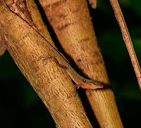 Tropical Anole - Male full body shot, Uraba, Colombia Anole lizards are pretty difficult to identify, yet in this case our local guide explained the process. He managed to capture a male and pulls its red dewlap, which is a key way to identify the species. The male and female were nearby so I'm sharing several shots:<br />
<br />
https://www.jungledragon.com/image/59891/tropical_anole_-_male_uraba_colombia.html<br />
https://www.jungledragon.com/image/59892/tropical_anole_-_male_head_closeup_uraba_colombia.html<br />
https://www.jungledragon.com/image/59893/tropical_anole_-_male_dewlap_uraba_colombia.html<br />
https://www.jungledragon.com/image/59894/tropical_anole_-_male_full_body_shot_uraba_colombia.html<br />
https://www.jungledragon.com/image/59895/tropical_anole_-_male_back_view_uraba_colombia.html<br />
https://www.jungledragon.com/image/59896/tropical_anole_-_male_side_view_uraba_colombia.html<br />
https://www.jungledragon.com/image/59897/tropical_anole_-_male_closeup_uraba_colombia.html<br />
https://www.jungledragon.com/image/59898/tropical_anole_-_female_side_view_uraba_colombia.html<br />
https://www.jungledragon.com/image/59899/tropical_anole_-_female_side_view_ii_uraba_colombia.html<br />
https://www.jungledragon.com/image/59900/tropical_anole_-_female_full_body_uraba_colombia.html Anolis tropidogaster,Antioquia,Colombia,Colombia Choco & Pacific region,Fall,Geotagged,South America,Tropical Anole,Uraba,Urabá,World