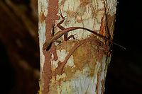 Tropical Anole - Male back view, Uraba, Colombia Anole lizards are pretty difficult to identify, yet in this case our local guide explained the process. He managed to capture a male and pulls its red dewlap, which is a key way to identify the species. The male and female were nearby so I'm sharing several shots:<br />
<br />
https://www.jungledragon.com/image/59891/tropical_anole_-_male_uraba_colombia.html<br />
https://www.jungledragon.com/image/59892/tropical_anole_-_male_head_closeup_uraba_colombia.html<br />
https://www.jungledragon.com/image/59893/tropical_anole_-_male_dewlap_uraba_colombia.html<br />
https://www.jungledragon.com/image/59894/tropical_anole_-_male_full_body_shot_uraba_colombia.html<br />
https://www.jungledragon.com/image/59895/tropical_anole_-_male_back_view_uraba_colombia.html<br />
https://www.jungledragon.com/image/59896/tropical_anole_-_male_side_view_uraba_colombia.html<br />
https://www.jungledragon.com/image/59897/tropical_anole_-_male_closeup_uraba_colombia.html<br />
https://www.jungledragon.com/image/59898/tropical_anole_-_female_side_view_uraba_colombia.html<br />
https://www.jungledragon.com/image/59899/tropical_anole_-_female_side_view_ii_uraba_colombia.html<br />
https://www.jungledragon.com/image/59900/tropical_anole_-_female_full_body_uraba_colombia.html Anolis tropidogaster,Antioquia,Colombia,Colombia Choco & Pacific region,Fall,Geotagged,South America,Tropical Anole,Uraba,Urab&aacute;,World
