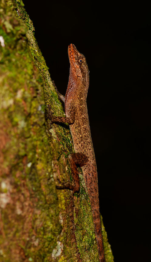 Tropical Anole - Male side view, Uraba, Colombia Anole lizards are pretty difficult to identify, yet in this case our local guide explained the process. He managed to capture a male and pulls its red dewlap, which is a key way to identify the species. The male and female were nearby so I'm sharing several shots:<br />
<br />
<figure class="photo"><a href="https://www.jungledragon.com/image/59891/tropical_anole_-_male_uraba_colombia.html" title="Tropical Anole - Male, Uraba, Colombia"><img src="https://s3.amazonaws.com/media.jungledragon.com/images/2/59891_thumb.jpg?AWSAccessKeyId=05GMT0V3GWVNE7GGM1R2&Expires=1770854410&Signature=V7qRsZ544hQMBUIFiDdhfLgcnS4%3D" width="200" height="120" alt="Tropical Anole - Male, Uraba, Colombia Anole lizards are pretty difficult to identify, yet in this case our local guide explained the process. He managed to capture a male and pulls its red dewlap, which is a key way to identify the species. The male and female were nearby so I'm sharing several shots:<br />
<br />
https://www.jungledragon.com/image/59891/tropical_anole_-_male_uraba_colombia.html<br />
https://www.jungledragon.com/image/59892/tropical_anole_-_male_head_closeup_uraba_colombia.html<br />
https://www.jungledragon.com/image/59893/tropical_anole_-_male_dewlap_uraba_colombia.html<br />
https://www.jungledragon.com/image/59894/tropical_anole_-_male_full_body_shot_uraba_colombia.html<br />
https://www.jungledragon.com/image/59895/tropical_anole_-_male_back_view_uraba_colombia.html<br />
https://www.jungledragon.com/image/59896/tropical_anole_-_male_side_view_uraba_colombia.html<br />
https://www.jungledragon.com/image/59897/tropical_anole_-_male_closeup_uraba_colombia.html<br />
https://www.jungledragon.com/image/59898/tropical_anole_-_female_side_view_uraba_colombia.html<br />
https://www.jungledragon.com/image/59899/tropical_anole_-_female_side_view_ii_uraba_colombia.html<br />
https://www.jungledragon.com/image/59900/tropical_anole_-_female_full_body_uraba_colombia.html<br />
 Anolis tropidogaster,Antioquia,Colombia,Colombia Choco &amp; Pacific region,South America,Tropical Anole,Uraba,Urab&aacute;,World" /></a></figure><br />
<figure class="photo"><a href="https://www.jungledragon.com/image/59892/tropical_anole_-_male_head_closeup_uraba_colombia.html" title="Tropical Anole - Male head closeup, Uraba, Colombia"><img src="https://s3.amazonaws.com/media.jungledragon.com/images/2/59892_thumb.jpg?AWSAccessKeyId=05GMT0V3GWVNE7GGM1R2&Expires=1770854410&Signature=P7Du00wAAB2Mfi8qwWAriLWHYiE%3D" width="200" height="120" alt="Tropical Anole - Male head closeup, Uraba, Colombia Anole lizards are pretty difficult to identify, yet in this case our local guide explained the process. He managed to capture a male and pulls its red dewlap, which is a key way to identify the species. The male and female were nearby so I'm sharing several shots:<br />
<br />
https://www.jungledragon.com/image/59891/tropical_anole_-_male_uraba_colombia.html<br />
https://www.jungledragon.com/image/59892/tropical_anole_-_male_head_closeup_uraba_colombia.html<br />
https://www.jungledragon.com/image/59893/tropical_anole_-_male_dewlap_uraba_colombia.html<br />
https://www.jungledragon.com/image/59894/tropical_anole_-_male_full_body_shot_uraba_colombia.html<br />
https://www.jungledragon.com/image/59895/tropical_anole_-_male_back_view_uraba_colombia.html<br />
https://www.jungledragon.com/image/59896/tropical_anole_-_male_side_view_uraba_colombia.html<br />
https://www.jungledragon.com/image/59897/tropical_anole_-_male_closeup_uraba_colombia.html<br />
https://www.jungledragon.com/image/59898/tropical_anole_-_female_side_view_uraba_colombia.html<br />
https://www.jungledragon.com/image/59899/tropical_anole_-_female_side_view_ii_uraba_colombia.html<br />
https://www.jungledragon.com/image/59900/tropical_anole_-_female_full_body_uraba_colombia.html Anolis tropidogaster,Antioquia,Colombia,Colombia Choco &amp; Pacific region,South America,Tropical Anole,Uraba,Urab&aacute;,World" /></a></figure><br />
<figure class="photo"><a href="https://www.jungledragon.com/image/59893/tropical_anole_-_male_dewlap_uraba_colombia.html" title="Tropical Anole - Male dewlap, Uraba, Colombia"><img src="https://s3.amazonaws.com/media.jungledragon.com/images/2/59893_thumb.jpg?AWSAccessKeyId=05GMT0V3GWVNE7GGM1R2&Expires=1770854410&Signature=bI8vJMT8WVcBatc917MiO7loCfE%3D" width="100" height="152" alt="Tropical Anole - Male dewlap, Uraba, Colombia Anole lizards are pretty difficult to identify, yet in this case our local guide explained the process. He managed to capture a male and pulls its red dewlap, which is a key way to identify the species. The male and female were nearby so I'm sharing several shots:<br />
<br />
https://www.jungledragon.com/image/59891/tropical_anole_-_male_uraba_colombia.html<br />
https://www.jungledragon.com/image/59892/tropical_anole_-_male_head_closeup_uraba_colombia.html<br />
https://www.jungledragon.com/image/59893/tropical_anole_-_male_dewlap_uraba_colombia.html<br />
https://www.jungledragon.com/image/59894/tropical_anole_-_male_full_body_shot_uraba_colombia.html<br />
https://www.jungledragon.com/image/59895/tropical_anole_-_male_back_view_uraba_colombia.html<br />
https://www.jungledragon.com/image/59896/tropical_anole_-_male_side_view_uraba_colombia.html<br />
https://www.jungledragon.com/image/59897/tropical_anole_-_male_closeup_uraba_colombia.html<br />
https://www.jungledragon.com/image/59898/tropical_anole_-_female_side_view_uraba_colombia.html<br />
https://www.jungledragon.com/image/59899/tropical_anole_-_female_side_view_ii_uraba_colombia.html<br />
https://www.jungledragon.com/image/59900/tropical_anole_-_female_full_body_uraba_colombia.html Anolis tropidogaster,Antioquia,Colombia,Colombia Choco &amp; Pacific region,South America,Tropical Anole,Uraba,Urab&aacute;,World" /></a></figure><br />
<figure class="photo"><a href="https://www.jungledragon.com/image/59894/tropical_anole_-_male_full_body_shot_uraba_colombia.html" title="Tropical Anole - Male full body shot, Uraba, Colombia"><img src="https://s3.amazonaws.com/media.jungledragon.com/images/2/59894_thumb.jpg?AWSAccessKeyId=05GMT0V3GWVNE7GGM1R2&Expires=1770854410&Signature=VNgBkWS4hmDL8ZD8mQLxeo32peE%3D" width="200" height="182" alt="Tropical Anole - Male full body shot, Uraba, Colombia Anole lizards are pretty difficult to identify, yet in this case our local guide explained the process. He managed to capture a male and pulls its red dewlap, which is a key way to identify the species. The male and female were nearby so I'm sharing several shots:<br />
<br />
https://www.jungledragon.com/image/59891/tropical_anole_-_male_uraba_colombia.html<br />
https://www.jungledragon.com/image/59892/tropical_anole_-_male_head_closeup_uraba_colombia.html<br />
https://www.jungledragon.com/image/59893/tropical_anole_-_male_dewlap_uraba_colombia.html<br />
https://www.jungledragon.com/image/59894/tropical_anole_-_male_full_body_shot_uraba_colombia.html<br />
https://www.jungledragon.com/image/59895/tropical_anole_-_male_back_view_uraba_colombia.html<br />
https://www.jungledragon.com/image/59896/tropical_anole_-_male_side_view_uraba_colombia.html<br />
https://www.jungledragon.com/image/59897/tropical_anole_-_male_closeup_uraba_colombia.html<br />
https://www.jungledragon.com/image/59898/tropical_anole_-_female_side_view_uraba_colombia.html<br />
https://www.jungledragon.com/image/59899/tropical_anole_-_female_side_view_ii_uraba_colombia.html<br />
https://www.jungledragon.com/image/59900/tropical_anole_-_female_full_body_uraba_colombia.html Anolis tropidogaster,Antioquia,Colombia,Colombia Choco &amp; Pacific region,Fall,Geotagged,South America,Tropical Anole,Uraba,Urab&aacute;,World" /></a></figure><br />
<figure class="photo"><a href="https://www.jungledragon.com/image/59895/tropical_anole_-_male_back_view_uraba_colombia.html" title="Tropical Anole - Male back view, Uraba, Colombia"><img src="https://s3.amazonaws.com/media.jungledragon.com/images/2/59895_thumb.jpg?AWSAccessKeyId=05GMT0V3GWVNE7GGM1R2&Expires=1770854410&Signature=YGrA6FL5J%2FdDNOrd%2FZM5pZYbclk%3D" width="200" height="134" alt="Tropical Anole - Male back view, Uraba, Colombia Anole lizards are pretty difficult to identify, yet in this case our local guide explained the process. He managed to capture a male and pulls its red dewlap, which is a key way to identify the species. The male and female were nearby so I'm sharing several shots:<br />
<br />
https://www.jungledragon.com/image/59891/tropical_anole_-_male_uraba_colombia.html<br />
https://www.jungledragon.com/image/59892/tropical_anole_-_male_head_closeup_uraba_colombia.html<br />
https://www.jungledragon.com/image/59893/tropical_anole_-_male_dewlap_uraba_colombia.html<br />
https://www.jungledragon.com/image/59894/tropical_anole_-_male_full_body_shot_uraba_colombia.html<br />
https://www.jungledragon.com/image/59895/tropical_anole_-_male_back_view_uraba_colombia.html<br />
https://www.jungledragon.com/image/59896/tropical_anole_-_male_side_view_uraba_colombia.html<br />
https://www.jungledragon.com/image/59897/tropical_anole_-_male_closeup_uraba_colombia.html<br />
https://www.jungledragon.com/image/59898/tropical_anole_-_female_side_view_uraba_colombia.html<br />
https://www.jungledragon.com/image/59899/tropical_anole_-_female_side_view_ii_uraba_colombia.html<br />
https://www.jungledragon.com/image/59900/tropical_anole_-_female_full_body_uraba_colombia.html Anolis tropidogaster,Antioquia,Colombia,Colombia Choco &amp; Pacific region,Fall,Geotagged,South America,Tropical Anole,Uraba,Urab&aacute;,World" /></a></figure><br />
<figure class="photo"><a href="https://www.jungledragon.com/image/59896/tropical_anole_-_male_side_view_uraba_colombia.html" title="Tropical Anole - Male side view, Uraba, Colombia"><img src="https://s3.amazonaws.com/media.jungledragon.com/images/2/59896_thumb.jpg?AWSAccessKeyId=05GMT0V3GWVNE7GGM1R2&Expires=1770854410&Signature=R16ujp0gFRG21Z%2F9LRHMGkzNiVk%3D" width="88" height="152" alt="Tropical Anole - Male side view, Uraba, Colombia Anole lizards are pretty difficult to identify, yet in this case our local guide explained the process. He managed to capture a male and pulls its red dewlap, which is a key way to identify the species. The male and female were nearby so I'm sharing several shots:<br />
<br />
https://www.jungledragon.com/image/59891/tropical_anole_-_male_uraba_colombia.html<br />
https://www.jungledragon.com/image/59892/tropical_anole_-_male_head_closeup_uraba_colombia.html<br />
https://www.jungledragon.com/image/59893/tropical_anole_-_male_dewlap_uraba_colombia.html<br />
https://www.jungledragon.com/image/59894/tropical_anole_-_male_full_body_shot_uraba_colombia.html<br />
https://www.jungledragon.com/image/59895/tropical_anole_-_male_back_view_uraba_colombia.html<br />
https://www.jungledragon.com/image/59896/tropical_anole_-_male_side_view_uraba_colombia.html<br />
https://www.jungledragon.com/image/59897/tropical_anole_-_male_closeup_uraba_colombia.html<br />
https://www.jungledragon.com/image/59898/tropical_anole_-_female_side_view_uraba_colombia.html<br />
https://www.jungledragon.com/image/59899/tropical_anole_-_female_side_view_ii_uraba_colombia.html<br />
https://www.jungledragon.com/image/59900/tropical_anole_-_female_full_body_uraba_colombia.html Anolis tropidogaster,Antioquia,Colombia,Colombia Choco &amp; Pacific region,Fall,Geotagged,South America,Tropical Anole,Uraba,Urab&aacute;,World" /></a></figure><br />
<figure class="photo"><a href="https://www.jungledragon.com/image/59897/tropical_anole_-_male_closeup_uraba_colombia.html" title="Tropical Anole - Male closeup, Uraba, Colombia"><img src="https://s3.amazonaws.com/media.jungledragon.com/images/2/59897_thumb.jpg?AWSAccessKeyId=05GMT0V3GWVNE7GGM1R2&Expires=1770854410&Signature=%2B8bLV8BUNC5Mm94JYfGTbrMuO8Q%3D" width="150" height="152" alt="Tropical Anole - Male closeup, Uraba, Colombia Anole lizards are pretty difficult to identify, yet in this case our local guide explained the process. He managed to capture a male and pulls its red dewlap, which is a key way to identify the species. The male and female were nearby so I'm sharing several shots:<br />
<br />
https://www.jungledragon.com/image/59891/tropical_anole_-_male_uraba_colombia.html<br />
https://www.jungledragon.com/image/59892/tropical_anole_-_male_head_closeup_uraba_colombia.html<br />
https://www.jungledragon.com/image/59893/tropical_anole_-_male_dewlap_uraba_colombia.html<br />
https://www.jungledragon.com/image/59894/tropical_anole_-_male_full_body_shot_uraba_colombia.html<br />
https://www.jungledragon.com/image/59895/tropical_anole_-_male_back_view_uraba_colombia.html<br />
https://www.jungledragon.com/image/59896/tropical_anole_-_male_side_view_uraba_colombia.html<br />
https://www.jungledragon.com/image/59897/tropical_anole_-_male_closeup_uraba_colombia.html<br />
https://www.jungledragon.com/image/59898/tropical_anole_-_female_side_view_uraba_colombia.html<br />
https://www.jungledragon.com/image/59899/tropical_anole_-_female_side_view_ii_uraba_colombia.html<br />
https://www.jungledragon.com/image/59900/tropical_anole_-_female_full_body_uraba_colombia.html Anolis tropidogaster,Antioquia,Colombia,Colombia Choco &amp; Pacific region,Fall,Geotagged,South America,Tropical Anole,Uraba,Urab&aacute;,World" /></a></figure><br />
<figure class="photo"><a href="https://www.jungledragon.com/image/59898/tropical_anole_-_female_side_view_uraba_colombia.html" title="Tropical Anole - Female side view, Uraba, Colombia"><img src="https://s3.amazonaws.com/media.jungledragon.com/images/2/59898_thumb.jpg?AWSAccessKeyId=05GMT0V3GWVNE7GGM1R2&Expires=1770854410&Signature=2U9WJjEfWIRjufK0JlN9ne4ycRA%3D" width="200" height="144" alt="Tropical Anole - Female side view, Uraba, Colombia Anole lizards are pretty difficult to identify, yet in this case our local guide explained the process. He managed to capture a male and pulls its red dewlap, which is a key way to identify the species. The male and female were nearby so I'm sharing several shots:<br />
<br />
https://www.jungledragon.com/image/59891/tropical_anole_-_male_uraba_colombia.html<br />
https://www.jungledragon.com/image/59892/tropical_anole_-_male_head_closeup_uraba_colombia.html<br />
https://www.jungledragon.com/image/59893/tropical_anole_-_male_dewlap_uraba_colombia.html<br />
https://www.jungledragon.com/image/59894/tropical_anole_-_male_full_body_shot_uraba_colombia.html<br />
https://www.jungledragon.com/image/59895/tropical_anole_-_male_back_view_uraba_colombia.html<br />
https://www.jungledragon.com/image/59896/tropical_anole_-_male_side_view_uraba_colombia.html<br />
https://www.jungledragon.com/image/59897/tropical_anole_-_male_closeup_uraba_colombia.html<br />
https://www.jungledragon.com/image/59898/tropical_anole_-_female_side_view_uraba_colombia.html<br />
https://www.jungledragon.com/image/59899/tropical_anole_-_female_side_view_ii_uraba_colombia.html<br />
https://www.jungledragon.com/image/59900/tropical_anole_-_female_full_body_uraba_colombia.html Anolis tropidogaster,Antioquia,Colombia,Colombia Choco &amp; Pacific region,Fall,Geotagged,South America,Tropical Anole,Uraba,Urab&aacute;,World" /></a></figure><br />
<figure class="photo"><a href="https://www.jungledragon.com/image/59899/tropical_anole_-_female_side_view_ii_uraba_colombia.html" title="Tropical Anole - Female side view II, Uraba, Colombia"><img src="https://s3.amazonaws.com/media.jungledragon.com/images/2/59899_thumb.jpg?AWSAccessKeyId=05GMT0V3GWVNE7GGM1R2&Expires=1770854410&Signature=iLoa%2BF93XaC%2BX5m%2FdSS0HnM6zI0%3D" width="200" height="134" alt="Tropical Anole - Female side view II, Uraba, Colombia Anole lizards are pretty difficult to identify, yet in this case our local guide explained the process. He managed to capture a male and pulls its red dewlap, which is a key way to identify the species. The male and female were nearby so I'm sharing several shots:<br />
<br />
https://www.jungledragon.com/image/59891/tropical_anole_-_male_uraba_colombia.html<br />
https://www.jungledragon.com/image/59892/tropical_anole_-_male_head_closeup_uraba_colombia.html<br />
https://www.jungledragon.com/image/59893/tropical_anole_-_male_dewlap_uraba_colombia.html<br />
https://www.jungledragon.com/image/59894/tropical_anole_-_male_full_body_shot_uraba_colombia.html<br />
https://www.jungledragon.com/image/59895/tropical_anole_-_male_back_view_uraba_colombia.html<br />
https://www.jungledragon.com/image/59896/tropical_anole_-_male_side_view_uraba_colombia.html<br />
https://www.jungledragon.com/image/59897/tropical_anole_-_male_closeup_uraba_colombia.html<br />
https://www.jungledragon.com/image/59898/tropical_anole_-_female_side_view_uraba_colombia.html<br />
https://www.jungledragon.com/image/59899/tropical_anole_-_female_side_view_ii_uraba_colombia.html<br />
https://www.jungledragon.com/image/59900/tropical_anole_-_female_full_body_uraba_colombia.html Anolis tropidogaster,Antioquia,Colombia,Colombia Choco &amp; Pacific region,Fall,Geotagged,South America,Tropical Anole,Uraba,Urab&aacute;,World" /></a></figure><br />
<figure class="photo"><a href="https://www.jungledragon.com/image/59900/tropical_anole_-_female_full_body_uraba_colombia.html" title="Tropical Anole - Female full body, Uraba, Colombia"><img src="https://s3.amazonaws.com/media.jungledragon.com/images/2/59900_thumb.jpg?AWSAccessKeyId=05GMT0V3GWVNE7GGM1R2&Expires=1770854410&Signature=RGL596FPgfX31HmmGgxs%2FPACO7c%3D" width="102" height="152" alt="Tropical Anole - Female full body, Uraba, Colombia Anole lizards are pretty difficult to identify, yet in this case our local guide explained the process. He managed to capture a male and pulls its red dewlap, which is a key way to identify the species. The male and female were nearby so I'm sharing several shots:<br />
<br />
https://www.jungledragon.com/image/59891/tropical_anole_-_male_uraba_colombia.html<br />
https://www.jungledragon.com/image/59892/tropical_anole_-_male_head_closeup_uraba_colombia.html<br />
https://www.jungledragon.com/image/59893/tropical_anole_-_male_dewlap_uraba_colombia.html<br />
https://www.jungledragon.com/image/59894/tropical_anole_-_male_full_body_shot_uraba_colombia.html<br />
https://www.jungledragon.com/image/59895/tropical_anole_-_male_back_view_uraba_colombia.html<br />
https://www.jungledragon.com/image/59896/tropical_anole_-_male_side_view_uraba_colombia.html<br />
https://www.jungledragon.com/image/59897/tropical_anole_-_male_closeup_uraba_colombia.html<br />
https://www.jungledragon.com/image/59898/tropical_anole_-_female_side_view_uraba_colombia.html<br />
https://www.jungledragon.com/image/59899/tropical_anole_-_female_side_view_ii_uraba_colombia.html<br />
https://www.jungledragon.com/image/59900/tropical_anole_-_female_full_body_uraba_colombia.html Anolis tropidogaster,Antioquia,Colombia,Colombia Choco &amp; Pacific region,Fall,Geotagged,South America,Tropical Anole,Uraba,Urab&aacute;,World" /></a></figure> Anolis tropidogaster,Antioquia,Colombia,Colombia Choco & Pacific region,Fall,Geotagged,South America,Tropical Anole,Uraba,Urab&aacute;,World