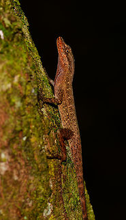 Tropical Anole - Male side view, Uraba, Colombia Anole lizards are pretty difficult to identify, yet in this case our local guide explained the process. He managed to capture a male and pulls its red dewlap, which is a key way to identify the species. The male and female were nearby so I'm sharing several shots:

https://www.jungledragon.com/image/59891/tropical_anole_-_male_uraba_colombia.html
https://www.jungledragon.com/image/59892/tropical_anole_-_male_head_closeup_uraba_colombia.html
https://www.jungledragon.com/image/59893/tropical_anole_-_male_dewlap_uraba_colombia.html
https://www.jungledragon.com/image/59894/tropical_anole_-_male_full_body_shot_uraba_colombia.html
https://www.jungledragon.com/image/59895/tropical_anole_-_male_back_view_uraba_colombia.html
https://www.jungledragon.com/image/59896/tropical_anole_-_male_side_view_uraba_colombia.html
https://www.jungledragon.com/image/59897/tropical_anole_-_male_closeup_uraba_colombia.html
https://www.jungledragon.com/image/59898/tropical_anole_-_female_side_view_uraba_colombia.html
https://www.jungledragon.com/image/59899/tropical_anole_-_female_side_view_ii_uraba_colombia.html
https://www.jungledragon.com/image/59900/tropical_anole_-_female_full_body_uraba_colombia.html Anolis tropidogaster,Antioquia,Colombia,Colombia Choco & Pacific region,Fall,Geotagged,South America,Tropical Anole,Uraba,Urabá,World