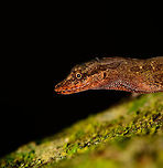 Tropical Anole - Male closeup, Uraba, Colombia Anole lizards are pretty difficult to identify, yet in this case our local guide explained the process. He managed to capture a male and pulls its red dewlap, which is a key way to identify the species. The male and female were nearby so I'm sharing several shots:<br />
<br />
https://www.jungledragon.com/image/59891/tropical_anole_-_male_uraba_colombia.html<br />
https://www.jungledragon.com/image/59892/tropical_anole_-_male_head_closeup_uraba_colombia.html<br />
https://www.jungledragon.com/image/59893/tropical_anole_-_male_dewlap_uraba_colombia.html<br />
https://www.jungledragon.com/image/59894/tropical_anole_-_male_full_body_shot_uraba_colombia.html<br />
https://www.jungledragon.com/image/59895/tropical_anole_-_male_back_view_uraba_colombia.html<br />
https://www.jungledragon.com/image/59896/tropical_anole_-_male_side_view_uraba_colombia.html<br />
https://www.jungledragon.com/image/59897/tropical_anole_-_male_closeup_uraba_colombia.html<br />
https://www.jungledragon.com/image/59898/tropical_anole_-_female_side_view_uraba_colombia.html<br />
https://www.jungledragon.com/image/59899/tropical_anole_-_female_side_view_ii_uraba_colombia.html<br />
https://www.jungledragon.com/image/59900/tropical_anole_-_female_full_body_uraba_colombia.html Anolis tropidogaster,Antioquia,Colombia,Colombia Choco & Pacific region,Fall,Geotagged,South America,Tropical Anole,Uraba,Urab&aacute;,World