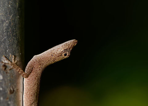 Tropical Anole - Female side view, Uraba, Colombia Anole lizards are pretty difficult to identify, yet in this case our local guide explained the process. He managed to capture a male and pulls its red dewlap, which is a key way to identify the species. The male and female were nearby so I'm sharing several shots:

https://www.jungledragon.com/image/59891/tropical_anole_-_male_uraba_colombia.html
https://www.jungledragon.com/image/59892/tropical_anole_-_male_head_closeup_uraba_colombia.html
https://www.jungledragon.com/image/59893/tropical_anole_-_male_dewlap_uraba_colombia.html
https://www.jungledragon.com/image/59894/tropical_anole_-_male_full_body_shot_uraba_colombia.html
https://www.jungledragon.com/image/59895/tropical_anole_-_male_back_view_uraba_colombia.html
https://www.jungledragon.com/image/59896/tropical_anole_-_male_side_view_uraba_colombia.html
https://www.jungledragon.com/image/59897/tropical_anole_-_male_closeup_uraba_colombia.html
https://www.jungledragon.com/image/59898/tropical_anole_-_female_side_view_uraba_colombia.html
https://www.jungledragon.com/image/59899/tropical_anole_-_female_side_view_ii_uraba_colombia.html
https://www.jungledragon.com/image/59900/tropical_anole_-_female_full_body_uraba_colombia.html Anolis tropidogaster,Antioquia,Colombia,Colombia Choco & Pacific region,Fall,Geotagged,South America,Tropical Anole,Uraba,Urab&aacute;,World