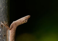 Tropical Anole - Female side view, Uraba, Colombia Anole lizards are pretty difficult to identify, yet in this case our local guide explained the process. He managed to capture a male and pulls its red dewlap, which is a key way to identify the species. The male and female were nearby so I'm sharing several shots:<br />
<br />
https://www.jungledragon.com/image/59891/tropical_anole_-_male_uraba_colombia.html<br />
https://www.jungledragon.com/image/59892/tropical_anole_-_male_head_closeup_uraba_colombia.html<br />
https://www.jungledragon.com/image/59893/tropical_anole_-_male_dewlap_uraba_colombia.html<br />
https://www.jungledragon.com/image/59894/tropical_anole_-_male_full_body_shot_uraba_colombia.html<br />
https://www.jungledragon.com/image/59895/tropical_anole_-_male_back_view_uraba_colombia.html<br />
https://www.jungledragon.com/image/59896/tropical_anole_-_male_side_view_uraba_colombia.html<br />
https://www.jungledragon.com/image/59897/tropical_anole_-_male_closeup_uraba_colombia.html<br />
https://www.jungledragon.com/image/59898/tropical_anole_-_female_side_view_uraba_colombia.html<br />
https://www.jungledragon.com/image/59899/tropical_anole_-_female_side_view_ii_uraba_colombia.html<br />
https://www.jungledragon.com/image/59900/tropical_anole_-_female_full_body_uraba_colombia.html Anolis tropidogaster,Antioquia,Colombia,Colombia Choco & Pacific region,Fall,Geotagged,South America,Tropical Anole,Uraba,Urab&aacute;,World