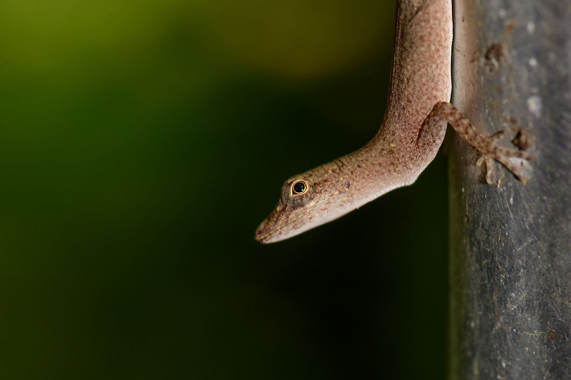 Tropical Anole - Female side view II, Uraba, Colombia Anole lizards are pretty difficult to identify, yet in this case our local guide explained the process. He managed to capture a male and pulls its red dewlap, which is a key way to identify the species. The male and female were nearby so I&#039;m sharing several shots:<br />
<br />
<figure class="photo"><a href="https://www.jungledragon.com/image/59891/tropical_anole_-_male_uraba_colombia.html" title="Tropical Anole - Male, Uraba, Colombia"><img src="https://s3.amazonaws.com/media.jungledragon.com/images/2/59891_thumb.jpg?AWSAccessKeyId=05GMT0V3GWVNE7GGM1R2&Expires=1759968010&Signature=t8kHtxnoQ5iqk7%2BtqkN7AHFf0EY%3D" width="200" height="120" alt="Tropical Anole - Male, Uraba, Colombia Anole lizards are pretty difficult to identify, yet in this case our local guide explained the process. He managed to capture a male and pulls its red dewlap, which is a key way to identify the species. The male and female were nearby so I&#039;m sharing several shots:<br />
<br />
https://www.jungledragon.com/image/59891/tropical_anole_-_male_uraba_colombia.html<br />
https://www.jungledragon.com/image/59892/tropical_anole_-_male_head_closeup_uraba_colombia.html<br />
https://www.jungledragon.com/image/59893/tropical_anole_-_male_dewlap_uraba_colombia.html<br />
https://www.jungledragon.com/image/59894/tropical_anole_-_male_full_body_shot_uraba_colombia.html<br />
https://www.jungledragon.com/image/59895/tropical_anole_-_male_back_view_uraba_colombia.html<br />
https://www.jungledragon.com/image/59896/tropical_anole_-_male_side_view_uraba_colombia.html<br />
https://www.jungledragon.com/image/59897/tropical_anole_-_male_closeup_uraba_colombia.html<br />
https://www.jungledragon.com/image/59898/tropical_anole_-_female_side_view_uraba_colombia.html<br />
https://www.jungledragon.com/image/59899/tropical_anole_-_female_side_view_ii_uraba_colombia.html<br />
https://www.jungledragon.com/image/59900/tropical_anole_-_female_full_body_uraba_colombia.html<br />
 Anolis tropidogaster,Antioquia,Colombia,Colombia Choco &amp; Pacific region,South America,Tropical Anole,Uraba,Urab&aacute;,World" /></a></figure><br />
<figure class="photo"><a href="https://www.jungledragon.com/image/59892/tropical_anole_-_male_head_closeup_uraba_colombia.html" title="Tropical Anole - Male head closeup, Uraba, Colombia"><img src="https://s3.amazonaws.com/media.jungledragon.com/images/2/59892_thumb.jpg?AWSAccessKeyId=05GMT0V3GWVNE7GGM1R2&Expires=1759968010&Signature=3RLe%2BoNUyYi4aHm5Nm0UOJW%2BUYY%3D" width="200" height="120" alt="Tropical Anole - Male head closeup, Uraba, Colombia Anole lizards are pretty difficult to identify, yet in this case our local guide explained the process. He managed to capture a male and pulls its red dewlap, which is a key way to identify the species. The male and female were nearby so I&#039;m sharing several shots:<br />
<br />
https://www.jungledragon.com/image/59891/tropical_anole_-_male_uraba_colombia.html<br />
https://www.jungledragon.com/image/59892/tropical_anole_-_male_head_closeup_uraba_colombia.html<br />
https://www.jungledragon.com/image/59893/tropical_anole_-_male_dewlap_uraba_colombia.html<br />
https://www.jungledragon.com/image/59894/tropical_anole_-_male_full_body_shot_uraba_colombia.html<br />
https://www.jungledragon.com/image/59895/tropical_anole_-_male_back_view_uraba_colombia.html<br />
https://www.jungledragon.com/image/59896/tropical_anole_-_male_side_view_uraba_colombia.html<br />
https://www.jungledragon.com/image/59897/tropical_anole_-_male_closeup_uraba_colombia.html<br />
https://www.jungledragon.com/image/59898/tropical_anole_-_female_side_view_uraba_colombia.html<br />
https://www.jungledragon.com/image/59899/tropical_anole_-_female_side_view_ii_uraba_colombia.html<br />
https://www.jungledragon.com/image/59900/tropical_anole_-_female_full_body_uraba_colombia.html Anolis tropidogaster,Antioquia,Colombia,Colombia Choco &amp; Pacific region,South America,Tropical Anole,Uraba,Urab&aacute;,World" /></a></figure><br />
<figure class="photo"><a href="https://www.jungledragon.com/image/59893/tropical_anole_-_male_dewlap_uraba_colombia.html" title="Tropical Anole - Male dewlap, Uraba, Colombia"><img src="https://s3.amazonaws.com/media.jungledragon.com/images/2/59893_thumb.jpg?AWSAccessKeyId=05GMT0V3GWVNE7GGM1R2&Expires=1759968010&Signature=Xs2MjmYd0kGEnv3vrKRLgYy4B2A%3D" width="100" height="152" alt="Tropical Anole - Male dewlap, Uraba, Colombia Anole lizards are pretty difficult to identify, yet in this case our local guide explained the process. He managed to capture a male and pulls its red dewlap, which is a key way to identify the species. The male and female were nearby so I&#039;m sharing several shots:<br />
<br />
https://www.jungledragon.com/image/59891/tropical_anole_-_male_uraba_colombia.html<br />
https://www.jungledragon.com/image/59892/tropical_anole_-_male_head_closeup_uraba_colombia.html<br />
https://www.jungledragon.com/image/59893/tropical_anole_-_male_dewlap_uraba_colombia.html<br />
https://www.jungledragon.com/image/59894/tropical_anole_-_male_full_body_shot_uraba_colombia.html<br />
https://www.jungledragon.com/image/59895/tropical_anole_-_male_back_view_uraba_colombia.html<br />
https://www.jungledragon.com/image/59896/tropical_anole_-_male_side_view_uraba_colombia.html<br />
https://www.jungledragon.com/image/59897/tropical_anole_-_male_closeup_uraba_colombia.html<br />
https://www.jungledragon.com/image/59898/tropical_anole_-_female_side_view_uraba_colombia.html<br />
https://www.jungledragon.com/image/59899/tropical_anole_-_female_side_view_ii_uraba_colombia.html<br />
https://www.jungledragon.com/image/59900/tropical_anole_-_female_full_body_uraba_colombia.html Anolis tropidogaster,Antioquia,Colombia,Colombia Choco &amp; Pacific region,South America,Tropical Anole,Uraba,Urab&aacute;,World" /></a></figure><br />
<figure class="photo"><a href="https://www.jungledragon.com/image/59894/tropical_anole_-_male_full_body_shot_uraba_colombia.html" title="Tropical Anole - Male full body shot, Uraba, Colombia"><img src="https://s3.amazonaws.com/media.jungledragon.com/images/2/59894_thumb.jpg?AWSAccessKeyId=05GMT0V3GWVNE7GGM1R2&Expires=1759968010&Signature=7oBMAa4wua1%2Bf0q488SqoEAK90M%3D" width="200" height="182" alt="Tropical Anole - Male full body shot, Uraba, Colombia Anole lizards are pretty difficult to identify, yet in this case our local guide explained the process. He managed to capture a male and pulls its red dewlap, which is a key way to identify the species. The male and female were nearby so I&#039;m sharing several shots:<br />
<br />
https://www.jungledragon.com/image/59891/tropical_anole_-_male_uraba_colombia.html<br />
https://www.jungledragon.com/image/59892/tropical_anole_-_male_head_closeup_uraba_colombia.html<br />
https://www.jungledragon.com/image/59893/tropical_anole_-_male_dewlap_uraba_colombia.html<br />
https://www.jungledragon.com/image/59894/tropical_anole_-_male_full_body_shot_uraba_colombia.html<br />
https://www.jungledragon.com/image/59895/tropical_anole_-_male_back_view_uraba_colombia.html<br />
https://www.jungledragon.com/image/59896/tropical_anole_-_male_side_view_uraba_colombia.html<br />
https://www.jungledragon.com/image/59897/tropical_anole_-_male_closeup_uraba_colombia.html<br />
https://www.jungledragon.com/image/59898/tropical_anole_-_female_side_view_uraba_colombia.html<br />
https://www.jungledragon.com/image/59899/tropical_anole_-_female_side_view_ii_uraba_colombia.html<br />
https://www.jungledragon.com/image/59900/tropical_anole_-_female_full_body_uraba_colombia.html Anolis tropidogaster,Antioquia,Colombia,Colombia Choco &amp; Pacific region,Fall,Geotagged,South America,Tropical Anole,Uraba,Urab&aacute;,World" /></a></figure><br />
<figure class="photo"><a href="https://www.jungledragon.com/image/59895/tropical_anole_-_male_back_view_uraba_colombia.html" title="Tropical Anole - Male back view, Uraba, Colombia"><img src="https://s3.amazonaws.com/media.jungledragon.com/images/2/59895_thumb.jpg?AWSAccessKeyId=05GMT0V3GWVNE7GGM1R2&Expires=1759968010&Signature=H0iG0SCkw0OFbblAHp49JIC4Dw4%3D" width="200" height="134" alt="Tropical Anole - Male back view, Uraba, Colombia Anole lizards are pretty difficult to identify, yet in this case our local guide explained the process. He managed to capture a male and pulls its red dewlap, which is a key way to identify the species. The male and female were nearby so I&#039;m sharing several shots:<br />
<br />
https://www.jungledragon.com/image/59891/tropical_anole_-_male_uraba_colombia.html<br />
https://www.jungledragon.com/image/59892/tropical_anole_-_male_head_closeup_uraba_colombia.html<br />
https://www.jungledragon.com/image/59893/tropical_anole_-_male_dewlap_uraba_colombia.html<br />
https://www.jungledragon.com/image/59894/tropical_anole_-_male_full_body_shot_uraba_colombia.html<br />
https://www.jungledragon.com/image/59895/tropical_anole_-_male_back_view_uraba_colombia.html<br />
https://www.jungledragon.com/image/59896/tropical_anole_-_male_side_view_uraba_colombia.html<br />
https://www.jungledragon.com/image/59897/tropical_anole_-_male_closeup_uraba_colombia.html<br />
https://www.jungledragon.com/image/59898/tropical_anole_-_female_side_view_uraba_colombia.html<br />
https://www.jungledragon.com/image/59899/tropical_anole_-_female_side_view_ii_uraba_colombia.html<br />
https://www.jungledragon.com/image/59900/tropical_anole_-_female_full_body_uraba_colombia.html Anolis tropidogaster,Antioquia,Colombia,Colombia Choco &amp; Pacific region,Fall,Geotagged,South America,Tropical Anole,Uraba,Urab&aacute;,World" /></a></figure><br />
<figure class="photo"><a href="https://www.jungledragon.com/image/59896/tropical_anole_-_male_side_view_uraba_colombia.html" title="Tropical Anole - Male side view, Uraba, Colombia"><img src="https://s3.amazonaws.com/media.jungledragon.com/images/2/59896_thumb.jpg?AWSAccessKeyId=05GMT0V3GWVNE7GGM1R2&Expires=1759968010&Signature=OO%2F1qgre%2FFCP%2F%2Bgg0oGqA01w8Ds%3D" width="88" height="152" alt="Tropical Anole - Male side view, Uraba, Colombia Anole lizards are pretty difficult to identify, yet in this case our local guide explained the process. He managed to capture a male and pulls its red dewlap, which is a key way to identify the species. The male and female were nearby so I&#039;m sharing several shots:<br />
<br />
https://www.jungledragon.com/image/59891/tropical_anole_-_male_uraba_colombia.html<br />
https://www.jungledragon.com/image/59892/tropical_anole_-_male_head_closeup_uraba_colombia.html<br />
https://www.jungledragon.com/image/59893/tropical_anole_-_male_dewlap_uraba_colombia.html<br />
https://www.jungledragon.com/image/59894/tropical_anole_-_male_full_body_shot_uraba_colombia.html<br />
https://www.jungledragon.com/image/59895/tropical_anole_-_male_back_view_uraba_colombia.html<br />
https://www.jungledragon.com/image/59896/tropical_anole_-_male_side_view_uraba_colombia.html<br />
https://www.jungledragon.com/image/59897/tropical_anole_-_male_closeup_uraba_colombia.html<br />
https://www.jungledragon.com/image/59898/tropical_anole_-_female_side_view_uraba_colombia.html<br />
https://www.jungledragon.com/image/59899/tropical_anole_-_female_side_view_ii_uraba_colombia.html<br />
https://www.jungledragon.com/image/59900/tropical_anole_-_female_full_body_uraba_colombia.html Anolis tropidogaster,Antioquia,Colombia,Colombia Choco &amp; Pacific region,Fall,Geotagged,South America,Tropical Anole,Uraba,Urab&aacute;,World" /></a></figure><br />
<figure class="photo"><a href="https://www.jungledragon.com/image/59897/tropical_anole_-_male_closeup_uraba_colombia.html" title="Tropical Anole - Male closeup, Uraba, Colombia"><img src="https://s3.amazonaws.com/media.jungledragon.com/images/2/59897_thumb.jpg?AWSAccessKeyId=05GMT0V3GWVNE7GGM1R2&Expires=1759968010&Signature=q9uNtB9cyDmjAFGvMGYMQZkwx%2BM%3D" width="150" height="152" alt="Tropical Anole - Male closeup, Uraba, Colombia Anole lizards are pretty difficult to identify, yet in this case our local guide explained the process. He managed to capture a male and pulls its red dewlap, which is a key way to identify the species. The male and female were nearby so I&#039;m sharing several shots:<br />
<br />
https://www.jungledragon.com/image/59891/tropical_anole_-_male_uraba_colombia.html<br />
https://www.jungledragon.com/image/59892/tropical_anole_-_male_head_closeup_uraba_colombia.html<br />
https://www.jungledragon.com/image/59893/tropical_anole_-_male_dewlap_uraba_colombia.html<br />
https://www.jungledragon.com/image/59894/tropical_anole_-_male_full_body_shot_uraba_colombia.html<br />
https://www.jungledragon.com/image/59895/tropical_anole_-_male_back_view_uraba_colombia.html<br />
https://www.jungledragon.com/image/59896/tropical_anole_-_male_side_view_uraba_colombia.html<br />
https://www.jungledragon.com/image/59897/tropical_anole_-_male_closeup_uraba_colombia.html<br />
https://www.jungledragon.com/image/59898/tropical_anole_-_female_side_view_uraba_colombia.html<br />
https://www.jungledragon.com/image/59899/tropical_anole_-_female_side_view_ii_uraba_colombia.html<br />
https://www.jungledragon.com/image/59900/tropical_anole_-_female_full_body_uraba_colombia.html Anolis tropidogaster,Antioquia,Colombia,Colombia Choco &amp; Pacific region,Fall,Geotagged,South America,Tropical Anole,Uraba,Urab&aacute;,World" /></a></figure><br />
<figure class="photo"><a href="https://www.jungledragon.com/image/59898/tropical_anole_-_female_side_view_uraba_colombia.html" title="Tropical Anole - Female side view, Uraba, Colombia"><img src="https://s3.amazonaws.com/media.jungledragon.com/images/2/59898_thumb.jpg?AWSAccessKeyId=05GMT0V3GWVNE7GGM1R2&Expires=1759968010&Signature=ocbgjr7d%2BcFbE1Xgy5NVsimelvM%3D" width="200" height="144" alt="Tropical Anole - Female side view, Uraba, Colombia Anole lizards are pretty difficult to identify, yet in this case our local guide explained the process. He managed to capture a male and pulls its red dewlap, which is a key way to identify the species. The male and female were nearby so I&#039;m sharing several shots:<br />
<br />
https://www.jungledragon.com/image/59891/tropical_anole_-_male_uraba_colombia.html<br />
https://www.jungledragon.com/image/59892/tropical_anole_-_male_head_closeup_uraba_colombia.html<br />
https://www.jungledragon.com/image/59893/tropical_anole_-_male_dewlap_uraba_colombia.html<br />
https://www.jungledragon.com/image/59894/tropical_anole_-_male_full_body_shot_uraba_colombia.html<br />
https://www.jungledragon.com/image/59895/tropical_anole_-_male_back_view_uraba_colombia.html<br />
https://www.jungledragon.com/image/59896/tropical_anole_-_male_side_view_uraba_colombia.html<br />
https://www.jungledragon.com/image/59897/tropical_anole_-_male_closeup_uraba_colombia.html<br />
https://www.jungledragon.com/image/59898/tropical_anole_-_female_side_view_uraba_colombia.html<br />
https://www.jungledragon.com/image/59899/tropical_anole_-_female_side_view_ii_uraba_colombia.html<br />
https://www.jungledragon.com/image/59900/tropical_anole_-_female_full_body_uraba_colombia.html Anolis tropidogaster,Antioquia,Colombia,Colombia Choco &amp; Pacific region,Fall,Geotagged,South America,Tropical Anole,Uraba,Urab&aacute;,World" /></a></figure><br />
<figure class="photo"><a href="https://www.jungledragon.com/image/59899/tropical_anole_-_female_side_view_ii_uraba_colombia.html" title="Tropical Anole - Female side view II, Uraba, Colombia"><img src="https://s3.amazonaws.com/media.jungledragon.com/images/2/59899_thumb.jpg?AWSAccessKeyId=05GMT0V3GWVNE7GGM1R2&Expires=1759968010&Signature=9U6hT4otTxSabgox3BjsXOZQ024%3D" width="200" height="134" alt="Tropical Anole - Female side view II, Uraba, Colombia Anole lizards are pretty difficult to identify, yet in this case our local guide explained the process. He managed to capture a male and pulls its red dewlap, which is a key way to identify the species. The male and female were nearby so I&#039;m sharing several shots:<br />
<br />
https://www.jungledragon.com/image/59891/tropical_anole_-_male_uraba_colombia.html<br />
https://www.jungledragon.com/image/59892/tropical_anole_-_male_head_closeup_uraba_colombia.html<br />
https://www.jungledragon.com/image/59893/tropical_anole_-_male_dewlap_uraba_colombia.html<br />
https://www.jungledragon.com/image/59894/tropical_anole_-_male_full_body_shot_uraba_colombia.html<br />
https://www.jungledragon.com/image/59895/tropical_anole_-_male_back_view_uraba_colombia.html<br />
https://www.jungledragon.com/image/59896/tropical_anole_-_male_side_view_uraba_colombia.html<br />
https://www.jungledragon.com/image/59897/tropical_anole_-_male_closeup_uraba_colombia.html<br />
https://www.jungledragon.com/image/59898/tropical_anole_-_female_side_view_uraba_colombia.html<br />
https://www.jungledragon.com/image/59899/tropical_anole_-_female_side_view_ii_uraba_colombia.html<br />
https://www.jungledragon.com/image/59900/tropical_anole_-_female_full_body_uraba_colombia.html Anolis tropidogaster,Antioquia,Colombia,Colombia Choco &amp; Pacific region,Fall,Geotagged,South America,Tropical Anole,Uraba,Urab&aacute;,World" /></a></figure><br />
<figure class="photo"><a href="https://www.jungledragon.com/image/59900/tropical_anole_-_female_full_body_uraba_colombia.html" title="Tropical Anole - Female full body, Uraba, Colombia"><img src="https://s3.amazonaws.com/media.jungledragon.com/images/2/59900_thumb.jpg?AWSAccessKeyId=05GMT0V3GWVNE7GGM1R2&Expires=1759968010&Signature=loqbZ%2BJSAo%2F2jg9L9ziybbulsqs%3D" width="102" height="152" alt="Tropical Anole - Female full body, Uraba, Colombia Anole lizards are pretty difficult to identify, yet in this case our local guide explained the process. He managed to capture a male and pulls its red dewlap, which is a key way to identify the species. The male and female were nearby so I&#039;m sharing several shots:<br />
<br />
https://www.jungledragon.com/image/59891/tropical_anole_-_male_uraba_colombia.html<br />
https://www.jungledragon.com/image/59892/tropical_anole_-_male_head_closeup_uraba_colombia.html<br />
https://www.jungledragon.com/image/59893/tropical_anole_-_male_dewlap_uraba_colombia.html<br />
https://www.jungledragon.com/image/59894/tropical_anole_-_male_full_body_shot_uraba_colombia.html<br />
https://www.jungledragon.com/image/59895/tropical_anole_-_male_back_view_uraba_colombia.html<br />
https://www.jungledragon.com/image/59896/tropical_anole_-_male_side_view_uraba_colombia.html<br />
https://www.jungledragon.com/image/59897/tropical_anole_-_male_closeup_uraba_colombia.html<br />
https://www.jungledragon.com/image/59898/tropical_anole_-_female_side_view_uraba_colombia.html<br />
https://www.jungledragon.com/image/59899/tropical_anole_-_female_side_view_ii_uraba_colombia.html<br />
https://www.jungledragon.com/image/59900/tropical_anole_-_female_full_body_uraba_colombia.html Anolis tropidogaster,Antioquia,Colombia,Colombia Choco &amp; Pacific region,Fall,Geotagged,South America,Tropical Anole,Uraba,Urab&aacute;,World" /></a></figure> Anolis tropidogaster,Antioquia,Colombia,Colombia Choco & Pacific region,Fall,Geotagged,South America,Tropical Anole,Uraba,Urabá,World