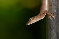 Tropical Anole - Female side view II, Uraba, Colombia Anole lizards are pretty difficult to identify, yet in this case our local guide explained the process. He managed to capture a male and pulls its red dewlap, which is a key way to identify the species. The male and female were nearby so I'm sharing several shots:<br />
<br />
https://www.jungledragon.com/image/59891/tropical_anole_-_male_uraba_colombia.html<br />
https://www.jungledragon.com/image/59892/tropical_anole_-_male_head_closeup_uraba_colombia.html<br />
https://www.jungledragon.com/image/59893/tropical_anole_-_male_dewlap_uraba_colombia.html<br />
https://www.jungledragon.com/image/59894/tropical_anole_-_male_full_body_shot_uraba_colombia.html<br />
https://www.jungledragon.com/image/59895/tropical_anole_-_male_back_view_uraba_colombia.html<br />
https://www.jungledragon.com/image/59896/tropical_anole_-_male_side_view_uraba_colombia.html<br />
https://www.jungledragon.com/image/59897/tropical_anole_-_male_closeup_uraba_colombia.html<br />
https://www.jungledragon.com/image/59898/tropical_anole_-_female_side_view_uraba_colombia.html<br />
https://www.jungledragon.com/image/59899/tropical_anole_-_female_side_view_ii_uraba_colombia.html<br />
https://www.jungledragon.com/image/59900/tropical_anole_-_female_full_body_uraba_colombia.html Anolis tropidogaster,Antioquia,Colombia,Colombia Choco & Pacific region,Fall,Geotagged,South America,Tropical Anole,Uraba,Urab&aacute;,World