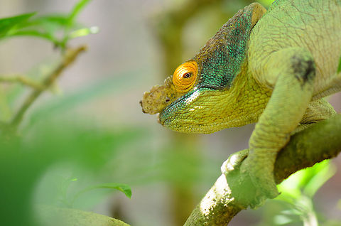 Parsons chameleon with orange eye in Madagascar This concerns the second-largest chameleon specie in the world. It has various sub species and morphs which means they can look dramatically different than this and still be a Parsons chameleon.  Calumma parsonii,Geotagged,Madagascar,Parsons chameleon,Pyreras Reserve