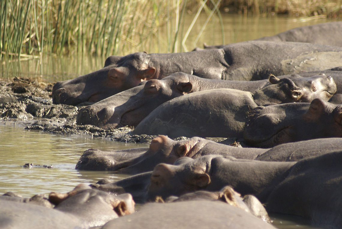 Hippo family A large group of Hippos gather for a long round of sleep, supporting each others heads with their massive bodies. Hippo,Hippopotamus,Hippopotamus amphibius,South Africa
