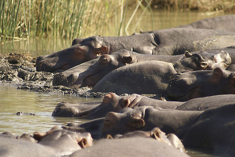 Hippo family A large group of Hippos gather for a long round of sleep, supporting each others heads with their massive bodies. Hippo,Hippopotamus,Hippopotamus amphibius,South Africa