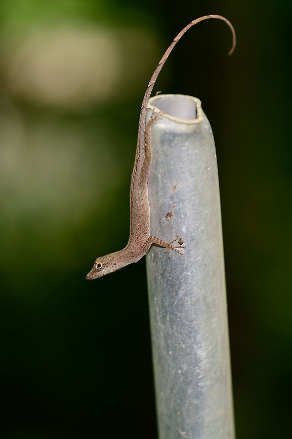 Tropical Anole - Female full body, Uraba, Colombia Anole lizards are pretty difficult to identify, yet in this case our local guide explained the process. He managed to capture a male and pulls its red dewlap, which is a key way to identify the species. The male and female were nearby so I'm sharing several shots:<br />
<br />
<figure class="photo"><a href="https://www.jungledragon.com/image/59891/tropical_anole_-_male_uraba_colombia.html" title="Tropical Anole - Male, Uraba, Colombia"><img src="https://s3.amazonaws.com/media.jungledragon.com/images/2/59891_thumb.jpg?AWSAccessKeyId=05GMT0V3GWVNE7GGM1R2&Expires=1770854410&Signature=V7qRsZ544hQMBUIFiDdhfLgcnS4%3D" width="200" height="120" alt="Tropical Anole - Male, Uraba, Colombia Anole lizards are pretty difficult to identify, yet in this case our local guide explained the process. He managed to capture a male and pulls its red dewlap, which is a key way to identify the species. The male and female were nearby so I'm sharing several shots:<br />
<br />
https://www.jungledragon.com/image/59891/tropical_anole_-_male_uraba_colombia.html<br />
https://www.jungledragon.com/image/59892/tropical_anole_-_male_head_closeup_uraba_colombia.html<br />
https://www.jungledragon.com/image/59893/tropical_anole_-_male_dewlap_uraba_colombia.html<br />
https://www.jungledragon.com/image/59894/tropical_anole_-_male_full_body_shot_uraba_colombia.html<br />
https://www.jungledragon.com/image/59895/tropical_anole_-_male_back_view_uraba_colombia.html<br />
https://www.jungledragon.com/image/59896/tropical_anole_-_male_side_view_uraba_colombia.html<br />
https://www.jungledragon.com/image/59897/tropical_anole_-_male_closeup_uraba_colombia.html<br />
https://www.jungledragon.com/image/59898/tropical_anole_-_female_side_view_uraba_colombia.html<br />
https://www.jungledragon.com/image/59899/tropical_anole_-_female_side_view_ii_uraba_colombia.html<br />
https://www.jungledragon.com/image/59900/tropical_anole_-_female_full_body_uraba_colombia.html<br />
 Anolis tropidogaster,Antioquia,Colombia,Colombia Choco &amp; Pacific region,South America,Tropical Anole,Uraba,Urab&aacute;,World" /></a></figure><br />
<figure class="photo"><a href="https://www.jungledragon.com/image/59892/tropical_anole_-_male_head_closeup_uraba_colombia.html" title="Tropical Anole - Male head closeup, Uraba, Colombia"><img src="https://s3.amazonaws.com/media.jungledragon.com/images/2/59892_thumb.jpg?AWSAccessKeyId=05GMT0V3GWVNE7GGM1R2&Expires=1770854410&Signature=P7Du00wAAB2Mfi8qwWAriLWHYiE%3D" width="200" height="120" alt="Tropical Anole - Male head closeup, Uraba, Colombia Anole lizards are pretty difficult to identify, yet in this case our local guide explained the process. He managed to capture a male and pulls its red dewlap, which is a key way to identify the species. The male and female were nearby so I'm sharing several shots:<br />
<br />
https://www.jungledragon.com/image/59891/tropical_anole_-_male_uraba_colombia.html<br />
https://www.jungledragon.com/image/59892/tropical_anole_-_male_head_closeup_uraba_colombia.html<br />
https://www.jungledragon.com/image/59893/tropical_anole_-_male_dewlap_uraba_colombia.html<br />
https://www.jungledragon.com/image/59894/tropical_anole_-_male_full_body_shot_uraba_colombia.html<br />
https://www.jungledragon.com/image/59895/tropical_anole_-_male_back_view_uraba_colombia.html<br />
https://www.jungledragon.com/image/59896/tropical_anole_-_male_side_view_uraba_colombia.html<br />
https://www.jungledragon.com/image/59897/tropical_anole_-_male_closeup_uraba_colombia.html<br />
https://www.jungledragon.com/image/59898/tropical_anole_-_female_side_view_uraba_colombia.html<br />
https://www.jungledragon.com/image/59899/tropical_anole_-_female_side_view_ii_uraba_colombia.html<br />
https://www.jungledragon.com/image/59900/tropical_anole_-_female_full_body_uraba_colombia.html Anolis tropidogaster,Antioquia,Colombia,Colombia Choco &amp; Pacific region,South America,Tropical Anole,Uraba,Urab&aacute;,World" /></a></figure><br />
<figure class="photo"><a href="https://www.jungledragon.com/image/59893/tropical_anole_-_male_dewlap_uraba_colombia.html" title="Tropical Anole - Male dewlap, Uraba, Colombia"><img src="https://s3.amazonaws.com/media.jungledragon.com/images/2/59893_thumb.jpg?AWSAccessKeyId=05GMT0V3GWVNE7GGM1R2&Expires=1770854410&Signature=bI8vJMT8WVcBatc917MiO7loCfE%3D" width="100" height="152" alt="Tropical Anole - Male dewlap, Uraba, Colombia Anole lizards are pretty difficult to identify, yet in this case our local guide explained the process. He managed to capture a male and pulls its red dewlap, which is a key way to identify the species. The male and female were nearby so I'm sharing several shots:<br />
<br />
https://www.jungledragon.com/image/59891/tropical_anole_-_male_uraba_colombia.html<br />
https://www.jungledragon.com/image/59892/tropical_anole_-_male_head_closeup_uraba_colombia.html<br />
https://www.jungledragon.com/image/59893/tropical_anole_-_male_dewlap_uraba_colombia.html<br />
https://www.jungledragon.com/image/59894/tropical_anole_-_male_full_body_shot_uraba_colombia.html<br />
https://www.jungledragon.com/image/59895/tropical_anole_-_male_back_view_uraba_colombia.html<br />
https://www.jungledragon.com/image/59896/tropical_anole_-_male_side_view_uraba_colombia.html<br />
https://www.jungledragon.com/image/59897/tropical_anole_-_male_closeup_uraba_colombia.html<br />
https://www.jungledragon.com/image/59898/tropical_anole_-_female_side_view_uraba_colombia.html<br />
https://www.jungledragon.com/image/59899/tropical_anole_-_female_side_view_ii_uraba_colombia.html<br />
https://www.jungledragon.com/image/59900/tropical_anole_-_female_full_body_uraba_colombia.html Anolis tropidogaster,Antioquia,Colombia,Colombia Choco &amp; Pacific region,South America,Tropical Anole,Uraba,Urab&aacute;,World" /></a></figure><br />
<figure class="photo"><a href="https://www.jungledragon.com/image/59894/tropical_anole_-_male_full_body_shot_uraba_colombia.html" title="Tropical Anole - Male full body shot, Uraba, Colombia"><img src="https://s3.amazonaws.com/media.jungledragon.com/images/2/59894_thumb.jpg?AWSAccessKeyId=05GMT0V3GWVNE7GGM1R2&Expires=1770854410&Signature=VNgBkWS4hmDL8ZD8mQLxeo32peE%3D" width="200" height="182" alt="Tropical Anole - Male full body shot, Uraba, Colombia Anole lizards are pretty difficult to identify, yet in this case our local guide explained the process. He managed to capture a male and pulls its red dewlap, which is a key way to identify the species. The male and female were nearby so I'm sharing several shots:<br />
<br />
https://www.jungledragon.com/image/59891/tropical_anole_-_male_uraba_colombia.html<br />
https://www.jungledragon.com/image/59892/tropical_anole_-_male_head_closeup_uraba_colombia.html<br />
https://www.jungledragon.com/image/59893/tropical_anole_-_male_dewlap_uraba_colombia.html<br />
https://www.jungledragon.com/image/59894/tropical_anole_-_male_full_body_shot_uraba_colombia.html<br />
https://www.jungledragon.com/image/59895/tropical_anole_-_male_back_view_uraba_colombia.html<br />
https://www.jungledragon.com/image/59896/tropical_anole_-_male_side_view_uraba_colombia.html<br />
https://www.jungledragon.com/image/59897/tropical_anole_-_male_closeup_uraba_colombia.html<br />
https://www.jungledragon.com/image/59898/tropical_anole_-_female_side_view_uraba_colombia.html<br />
https://www.jungledragon.com/image/59899/tropical_anole_-_female_side_view_ii_uraba_colombia.html<br />
https://www.jungledragon.com/image/59900/tropical_anole_-_female_full_body_uraba_colombia.html Anolis tropidogaster,Antioquia,Colombia,Colombia Choco &amp; Pacific region,Fall,Geotagged,South America,Tropical Anole,Uraba,Urab&aacute;,World" /></a></figure><br />
<figure class="photo"><a href="https://www.jungledragon.com/image/59895/tropical_anole_-_male_back_view_uraba_colombia.html" title="Tropical Anole - Male back view, Uraba, Colombia"><img src="https://s3.amazonaws.com/media.jungledragon.com/images/2/59895_thumb.jpg?AWSAccessKeyId=05GMT0V3GWVNE7GGM1R2&Expires=1770854410&Signature=YGrA6FL5J%2FdDNOrd%2FZM5pZYbclk%3D" width="200" height="134" alt="Tropical Anole - Male back view, Uraba, Colombia Anole lizards are pretty difficult to identify, yet in this case our local guide explained the process. He managed to capture a male and pulls its red dewlap, which is a key way to identify the species. The male and female were nearby so I'm sharing several shots:<br />
<br />
https://www.jungledragon.com/image/59891/tropical_anole_-_male_uraba_colombia.html<br />
https://www.jungledragon.com/image/59892/tropical_anole_-_male_head_closeup_uraba_colombia.html<br />
https://www.jungledragon.com/image/59893/tropical_anole_-_male_dewlap_uraba_colombia.html<br />
https://www.jungledragon.com/image/59894/tropical_anole_-_male_full_body_shot_uraba_colombia.html<br />
https://www.jungledragon.com/image/59895/tropical_anole_-_male_back_view_uraba_colombia.html<br />
https://www.jungledragon.com/image/59896/tropical_anole_-_male_side_view_uraba_colombia.html<br />
https://www.jungledragon.com/image/59897/tropical_anole_-_male_closeup_uraba_colombia.html<br />
https://www.jungledragon.com/image/59898/tropical_anole_-_female_side_view_uraba_colombia.html<br />
https://www.jungledragon.com/image/59899/tropical_anole_-_female_side_view_ii_uraba_colombia.html<br />
https://www.jungledragon.com/image/59900/tropical_anole_-_female_full_body_uraba_colombia.html Anolis tropidogaster,Antioquia,Colombia,Colombia Choco &amp; Pacific region,Fall,Geotagged,South America,Tropical Anole,Uraba,Urab&aacute;,World" /></a></figure><br />
<figure class="photo"><a href="https://www.jungledragon.com/image/59896/tropical_anole_-_male_side_view_uraba_colombia.html" title="Tropical Anole - Male side view, Uraba, Colombia"><img src="https://s3.amazonaws.com/media.jungledragon.com/images/2/59896_thumb.jpg?AWSAccessKeyId=05GMT0V3GWVNE7GGM1R2&Expires=1770854410&Signature=R16ujp0gFRG21Z%2F9LRHMGkzNiVk%3D" width="88" height="152" alt="Tropical Anole - Male side view, Uraba, Colombia Anole lizards are pretty difficult to identify, yet in this case our local guide explained the process. He managed to capture a male and pulls its red dewlap, which is a key way to identify the species. The male and female were nearby so I'm sharing several shots:<br />
<br />
https://www.jungledragon.com/image/59891/tropical_anole_-_male_uraba_colombia.html<br />
https://www.jungledragon.com/image/59892/tropical_anole_-_male_head_closeup_uraba_colombia.html<br />
https://www.jungledragon.com/image/59893/tropical_anole_-_male_dewlap_uraba_colombia.html<br />
https://www.jungledragon.com/image/59894/tropical_anole_-_male_full_body_shot_uraba_colombia.html<br />
https://www.jungledragon.com/image/59895/tropical_anole_-_male_back_view_uraba_colombia.html<br />
https://www.jungledragon.com/image/59896/tropical_anole_-_male_side_view_uraba_colombia.html<br />
https://www.jungledragon.com/image/59897/tropical_anole_-_male_closeup_uraba_colombia.html<br />
https://www.jungledragon.com/image/59898/tropical_anole_-_female_side_view_uraba_colombia.html<br />
https://www.jungledragon.com/image/59899/tropical_anole_-_female_side_view_ii_uraba_colombia.html<br />
https://www.jungledragon.com/image/59900/tropical_anole_-_female_full_body_uraba_colombia.html Anolis tropidogaster,Antioquia,Colombia,Colombia Choco &amp; Pacific region,Fall,Geotagged,South America,Tropical Anole,Uraba,Urab&aacute;,World" /></a></figure><br />
<figure class="photo"><a href="https://www.jungledragon.com/image/59897/tropical_anole_-_male_closeup_uraba_colombia.html" title="Tropical Anole - Male closeup, Uraba, Colombia"><img src="https://s3.amazonaws.com/media.jungledragon.com/images/2/59897_thumb.jpg?AWSAccessKeyId=05GMT0V3GWVNE7GGM1R2&Expires=1770854410&Signature=%2B8bLV8BUNC5Mm94JYfGTbrMuO8Q%3D" width="150" height="152" alt="Tropical Anole - Male closeup, Uraba, Colombia Anole lizards are pretty difficult to identify, yet in this case our local guide explained the process. He managed to capture a male and pulls its red dewlap, which is a key way to identify the species. The male and female were nearby so I'm sharing several shots:<br />
<br />
https://www.jungledragon.com/image/59891/tropical_anole_-_male_uraba_colombia.html<br />
https://www.jungledragon.com/image/59892/tropical_anole_-_male_head_closeup_uraba_colombia.html<br />
https://www.jungledragon.com/image/59893/tropical_anole_-_male_dewlap_uraba_colombia.html<br />
https://www.jungledragon.com/image/59894/tropical_anole_-_male_full_body_shot_uraba_colombia.html<br />
https://www.jungledragon.com/image/59895/tropical_anole_-_male_back_view_uraba_colombia.html<br />
https://www.jungledragon.com/image/59896/tropical_anole_-_male_side_view_uraba_colombia.html<br />
https://www.jungledragon.com/image/59897/tropical_anole_-_male_closeup_uraba_colombia.html<br />
https://www.jungledragon.com/image/59898/tropical_anole_-_female_side_view_uraba_colombia.html<br />
https://www.jungledragon.com/image/59899/tropical_anole_-_female_side_view_ii_uraba_colombia.html<br />
https://www.jungledragon.com/image/59900/tropical_anole_-_female_full_body_uraba_colombia.html Anolis tropidogaster,Antioquia,Colombia,Colombia Choco &amp; Pacific region,Fall,Geotagged,South America,Tropical Anole,Uraba,Urab&aacute;,World" /></a></figure><br />
<figure class="photo"><a href="https://www.jungledragon.com/image/59898/tropical_anole_-_female_side_view_uraba_colombia.html" title="Tropical Anole - Female side view, Uraba, Colombia"><img src="https://s3.amazonaws.com/media.jungledragon.com/images/2/59898_thumb.jpg?AWSAccessKeyId=05GMT0V3GWVNE7GGM1R2&Expires=1770854410&Signature=2U9WJjEfWIRjufK0JlN9ne4ycRA%3D" width="200" height="144" alt="Tropical Anole - Female side view, Uraba, Colombia Anole lizards are pretty difficult to identify, yet in this case our local guide explained the process. He managed to capture a male and pulls its red dewlap, which is a key way to identify the species. The male and female were nearby so I'm sharing several shots:<br />
<br />
https://www.jungledragon.com/image/59891/tropical_anole_-_male_uraba_colombia.html<br />
https://www.jungledragon.com/image/59892/tropical_anole_-_male_head_closeup_uraba_colombia.html<br />
https://www.jungledragon.com/image/59893/tropical_anole_-_male_dewlap_uraba_colombia.html<br />
https://www.jungledragon.com/image/59894/tropical_anole_-_male_full_body_shot_uraba_colombia.html<br />
https://www.jungledragon.com/image/59895/tropical_anole_-_male_back_view_uraba_colombia.html<br />
https://www.jungledragon.com/image/59896/tropical_anole_-_male_side_view_uraba_colombia.html<br />
https://www.jungledragon.com/image/59897/tropical_anole_-_male_closeup_uraba_colombia.html<br />
https://www.jungledragon.com/image/59898/tropical_anole_-_female_side_view_uraba_colombia.html<br />
https://www.jungledragon.com/image/59899/tropical_anole_-_female_side_view_ii_uraba_colombia.html<br />
https://www.jungledragon.com/image/59900/tropical_anole_-_female_full_body_uraba_colombia.html Anolis tropidogaster,Antioquia,Colombia,Colombia Choco &amp; Pacific region,Fall,Geotagged,South America,Tropical Anole,Uraba,Urab&aacute;,World" /></a></figure><br />
<figure class="photo"><a href="https://www.jungledragon.com/image/59899/tropical_anole_-_female_side_view_ii_uraba_colombia.html" title="Tropical Anole - Female side view II, Uraba, Colombia"><img src="https://s3.amazonaws.com/media.jungledragon.com/images/2/59899_thumb.jpg?AWSAccessKeyId=05GMT0V3GWVNE7GGM1R2&Expires=1770854410&Signature=iLoa%2BF93XaC%2BX5m%2FdSS0HnM6zI0%3D" width="200" height="134" alt="Tropical Anole - Female side view II, Uraba, Colombia Anole lizards are pretty difficult to identify, yet in this case our local guide explained the process. He managed to capture a male and pulls its red dewlap, which is a key way to identify the species. The male and female were nearby so I'm sharing several shots:<br />
<br />
https://www.jungledragon.com/image/59891/tropical_anole_-_male_uraba_colombia.html<br />
https://www.jungledragon.com/image/59892/tropical_anole_-_male_head_closeup_uraba_colombia.html<br />
https://www.jungledragon.com/image/59893/tropical_anole_-_male_dewlap_uraba_colombia.html<br />
https://www.jungledragon.com/image/59894/tropical_anole_-_male_full_body_shot_uraba_colombia.html<br />
https://www.jungledragon.com/image/59895/tropical_anole_-_male_back_view_uraba_colombia.html<br />
https://www.jungledragon.com/image/59896/tropical_anole_-_male_side_view_uraba_colombia.html<br />
https://www.jungledragon.com/image/59897/tropical_anole_-_male_closeup_uraba_colombia.html<br />
https://www.jungledragon.com/image/59898/tropical_anole_-_female_side_view_uraba_colombia.html<br />
https://www.jungledragon.com/image/59899/tropical_anole_-_female_side_view_ii_uraba_colombia.html<br />
https://www.jungledragon.com/image/59900/tropical_anole_-_female_full_body_uraba_colombia.html Anolis tropidogaster,Antioquia,Colombia,Colombia Choco &amp; Pacific region,Fall,Geotagged,South America,Tropical Anole,Uraba,Urab&aacute;,World" /></a></figure><br />
<figure class="photo"><a href="https://www.jungledragon.com/image/59900/tropical_anole_-_female_full_body_uraba_colombia.html" title="Tropical Anole - Female full body, Uraba, Colombia"><img src="https://s3.amazonaws.com/media.jungledragon.com/images/2/59900_thumb.jpg?AWSAccessKeyId=05GMT0V3GWVNE7GGM1R2&Expires=1770854410&Signature=RGL596FPgfX31HmmGgxs%2FPACO7c%3D" width="102" height="152" alt="Tropical Anole - Female full body, Uraba, Colombia Anole lizards are pretty difficult to identify, yet in this case our local guide explained the process. He managed to capture a male and pulls its red dewlap, which is a key way to identify the species. The male and female were nearby so I'm sharing several shots:<br />
<br />
https://www.jungledragon.com/image/59891/tropical_anole_-_male_uraba_colombia.html<br />
https://www.jungledragon.com/image/59892/tropical_anole_-_male_head_closeup_uraba_colombia.html<br />
https://www.jungledragon.com/image/59893/tropical_anole_-_male_dewlap_uraba_colombia.html<br />
https://www.jungledragon.com/image/59894/tropical_anole_-_male_full_body_shot_uraba_colombia.html<br />
https://www.jungledragon.com/image/59895/tropical_anole_-_male_back_view_uraba_colombia.html<br />
https://www.jungledragon.com/image/59896/tropical_anole_-_male_side_view_uraba_colombia.html<br />
https://www.jungledragon.com/image/59897/tropical_anole_-_male_closeup_uraba_colombia.html<br />
https://www.jungledragon.com/image/59898/tropical_anole_-_female_side_view_uraba_colombia.html<br />
https://www.jungledragon.com/image/59899/tropical_anole_-_female_side_view_ii_uraba_colombia.html<br />
https://www.jungledragon.com/image/59900/tropical_anole_-_female_full_body_uraba_colombia.html Anolis tropidogaster,Antioquia,Colombia,Colombia Choco &amp; Pacific region,Fall,Geotagged,South America,Tropical Anole,Uraba,Urab&aacute;,World" /></a></figure> Anolis tropidogaster,Antioquia,Colombia,Colombia Choco & Pacific region,Fall,Geotagged,South America,Tropical Anole,Uraba,Urab&aacute;,World