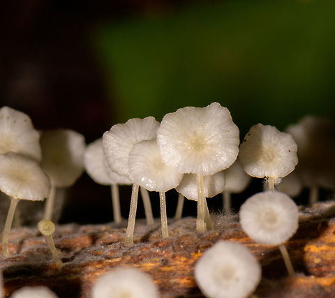 Marasmiaceae  - Cluster of small white fungi on fallen tree - closeup, Uraba, Colombia The strange sight here is that it looks like their caps are all facing the same direction, except for the left one in the frame. Could be my imagination though. Overview:
https://www.jungledragon.com/image/59911/cluster_of_small_white_fungi_on_fallen_tree_uraba_colombia.html Antioquia,Colombia,Colombia Choco & Pacific region,South America,Uraba,Urab&aacute;,World