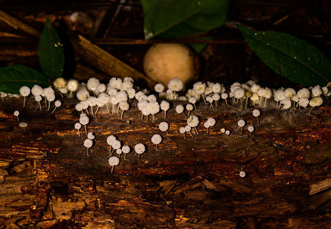 Cluster of small white fungi on fallen tree, Uraba, Colombia Closeup:
https://www.jungledragon.com/image/59910/cluster_of_small_white_fungi_on_fallen_tree_-_closeup_uraba_colombia.html Antioquia,Colombia,Colombia Choco & Pacific region,South America,Uraba,Urab&aacute;,World