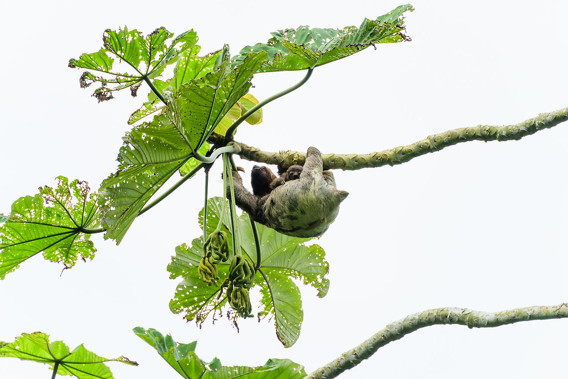 Brown-throated Sloth with baby, Uraba, Colombia Not happy with the white skies, but we were delighted to see this sloth mother and her baby. Although they occur all over Colombia, it&#039;s still the first time we&#039;ve seen one in Colombia in two years time. Antioquia,Bradypus variegatus,Brown-throated sloth,Colombia,Colombia Choco & Pacific region,South America,Uraba,Urabá,World
