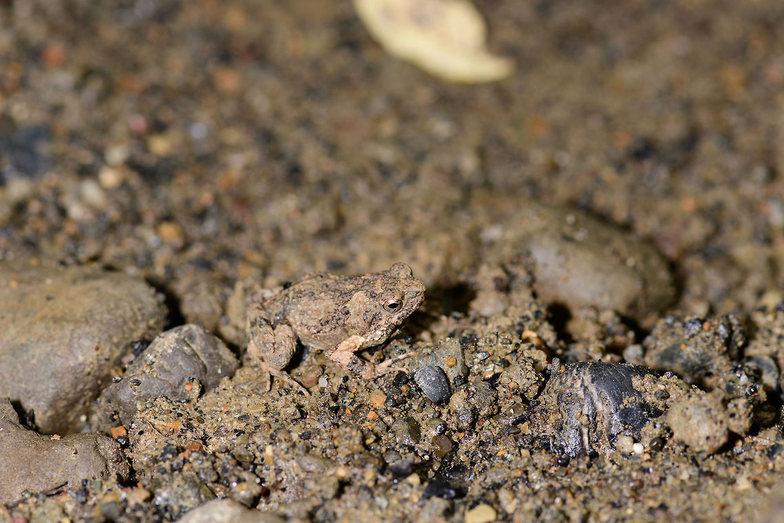 T&uacute;ngara frog camouflage, Uraba, Colombia It's a small miracle that I didn't personally kill this frog as it was on the open path and I almost stepped on it. It's a mere 1-2cm in size and blends into its environment by being covered in its mud. This is our second observation of this frog. We never heard it call, but I looked it up, and they have an awesome mating call:<br />
<br />
<section class="video"><iframe width="448" height="282" src="https://www.youtube-nocookie.com/embed/CW1D6--FihA?hd=1&autoplay=0&rel=0" frameborder="0" allowfullscreen></iframe></section><br />
<br />
Both our observations were during the daytime, whilst this is a nocturnal frog.  Closeups:<br />
<br />
<figure class="photo"><a href="https://www.jungledragon.com/image/59927/tngara_frog_camouflage_-_closeup_uraba_colombia.html" title="T&uacute;ngara frog camouflage - closeup, Uraba, Colombia"><img src="https://s3.amazonaws.com/media.jungledragon.com/images/2/59927_thumb.jpg?AWSAccessKeyId=05GMT0V3GWVNE7GGM1R2&Expires=1769040010&Signature=RB%2FHbi8rvYM%2BT%2ByRl8BqZb%2Bt0JA%3D" width="200" height="134" alt="T&uacute;ngara frog camouflage - closeup, Uraba, Colombia It's a small miracle that I didn't personally kill this frog as it was on the open path and I almost stepped on it. It's a mere 1-2cm in size and blends into its environment by being covered in its mud. This is our second observation of this frog. We never heard it call, but I looked it up, and they have an awesome mating call:<br />
<br />
https://www.youtube.com/watch?v=CW1D6--FihA<br />
<br />
Both our observations were during the daytime, whilst this is a nocturnal frog.  Other shots:<br />
<br />
https://www.jungledragon.com/image/59926/tngara_frog_camouflage_uraba_colombia.html<br />
https://www.jungledragon.com/image/59928/tngara_frog_camouflage_-_head_closeup_uraba_colombia.html Antioquia,Colombia,Colombia Choco &amp; Pacific region,Engystomops pustulosus,Fall,Geotagged,South America,T&uacute;ngara frog,Uraba,Urab&aacute;,World" /></a></figure><br />
<figure class="photo"><a href="https://www.jungledragon.com/image/59928/tngara_frog_camouflage_-_head_closeup_uraba_colombia.html" title="T&uacute;ngara frog camouflage - head closeup, Uraba, Colombia"><img src="https://s3.amazonaws.com/media.jungledragon.com/images/2/59928_thumb.jpg?AWSAccessKeyId=05GMT0V3GWVNE7GGM1R2&Expires=1769040010&Signature=ILaA4c%2FTas%2BBXQAl1SR0nCW2UIc%3D" width="200" height="134" alt="T&uacute;ngara frog camouflage - head closeup, Uraba, Colombia It's a small miracle that I didn't personally kill this frog as it was on the open path and I almost stepped on it. It's a mere 1-2cm in size and blends into its environment by being covered in its mud. This is our second observation of this frog. We never heard it call, but I looked it up, and they have an awesome mating call:<br />
<br />
https://www.youtube.com/watch?v=CW1D6--FihA<br />
<br />
Both our observations were during the daytime, whilst this is a nocturnal frog.  Closeups:<br />
<br />
https://www.jungledragon.com/image/59926/tngara_frog_camouflage_uraba_colombia.html<br />
https://www.jungledragon.com/image/59927/tngara_frog_camouflage_-_closeup_uraba_colombia.html Antioquia,Colombia,Colombia Choco &amp; Pacific region,Engystomops pustulosus,Fall,Geotagged,South America,T&uacute;ngara frog,Uraba,Urab&aacute;,World" /></a></figure> Antioquia,Colombia,Colombia Choco & Pacific region,Engystomops pustulosus,South America,T&uacute;ngara frog,Uraba,Urab&aacute;,World