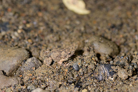 Túngara frog camouflage, Uraba, Colombia It's a small miracle that I didn't personally kill this frog as it was on the open path and I almost stepped on it. It's a mere 1-2cm in size and blends into its environment by being covered in its mud. This is our second observation of this frog. We never heard it call, but I looked it up, and they have an awesome mating call:

https://www.youtube.com/watch?v=CW1D6--FihA

Both our observations were during the daytime, whilst this is a nocturnal frog.  Closeups:

https://www.jungledragon.com/image/59927/tngara_frog_camouflage_-_closeup_uraba_colombia.html
https://www.jungledragon.com/image/59928/tngara_frog_camouflage_-_head_closeup_uraba_colombia.html Antioquia,Colombia,Colombia Choco & Pacific region,Engystomops pustulosus,South America,Túngara frog,Uraba,Urabá,World