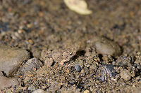 Túngara frog camouflage, Uraba, Colombia It's a small miracle that I didn't personally kill this frog as it was on the open path and I almost stepped on it. It's a mere 1-2cm in size and blends into its environment by being covered in its mud. This is our second observation of this frog. We never heard it call, but I looked it up, and they have an awesome mating call:<br />
<br />
https://www.youtube.com/watch?v=CW1D6--FihA<br />
<br />
Both our observations were during the daytime, whilst this is a nocturnal frog. Closeups:<br />
<br />
https://www.jungledragon.com/image/59927/tngara_frog_camouflage_-_closeup_uraba_colombia.html<br />
https://www.jungledragon.com/image/59928/tngara_frog_camouflage_-_head_closeup_uraba_colombia.html Antioquia,Colombia,Colombia Choco & Pacific region,Engystomops pustulosus,South America,Túngara frog,Uraba,Urabá,World