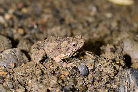 Túngara frog camouflage - closeup, Uraba, Colombia It's a small miracle that I didn't personally kill this frog as it was on the open path and I almost stepped on it. It's a mere 1-2cm in size and blends into its environment by being covered in its mud. This is our second observation of this frog. We never heard it call, but I looked it up, and they have an awesome mating call:

https://www.youtube.com/watch?v=CW1D6--FihA

Both our observations were during the daytime, whilst this is a nocturnal frog.  Other shots:

https://www.jungledragon.com/image/59926/tngara_frog_camouflage_uraba_colombia.html
https://www.jungledragon.com/image/59928/tngara_frog_camouflage_-_head_closeup_uraba_colombia.html Antioquia,Colombia,Colombia Choco & Pacific region,Engystomops pustulosus,Fall,Geotagged,South America,Túngara frog,Uraba,Urabá,World