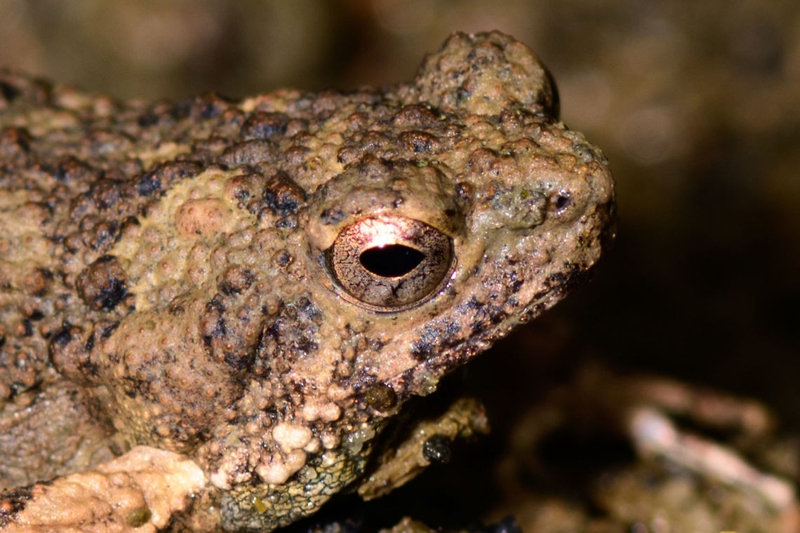 Túngara frog camouflage - head closeup, Uraba, Colombia It&#039;s a small miracle that I didn&#039;t personally kill this frog as it was on the open path and I almost stepped on it. It&#039;s a mere 1-2cm in size and blends into its environment by being covered in its mud. This is our second observation of this frog. We never heard it call, but I looked it up, and they have an awesome mating call:<br />
<br />
<section class="video"><iframe width="448" height="282" src="https://www.youtube-nocookie.com/embed/CW1D6--FihA?hd=1&autoplay=0&rel=0" frameborder="0" allowfullscreen></iframe></section><br />
<br />
Both our observations were during the daytime, whilst this is a nocturnal frog.  Closeups:<br />
<br />
<figure class="photo"><a href="https://www.jungledragon.com/image/59926/tngara_frog_camouflage_uraba_colombia.html" title="T&uacute;ngara frog camouflage, Uraba, Colombia"><img src="https://s3.amazonaws.com/media.jungledragon.com/images/2/59926_thumb.jpg?AWSAccessKeyId=05GMT0V3GWVNE7GGM1R2&Expires=1759968010&Signature=UXNQukPvdXvEd2vfZk58p7J5cWI%3D" width="200" height="134" alt="T&uacute;ngara frog camouflage, Uraba, Colombia It&#039;s a small miracle that I didn&#039;t personally kill this frog as it was on the open path and I almost stepped on it. It&#039;s a mere 1-2cm in size and blends into its environment by being covered in its mud. This is our second observation of this frog. We never heard it call, but I looked it up, and they have an awesome mating call:<br />
<br />
https://www.youtube.com/watch?v=CW1D6--FihA<br />
<br />
Both our observations were during the daytime, whilst this is a nocturnal frog.  Closeups:<br />
<br />
https://www.jungledragon.com/image/59927/tngara_frog_camouflage_-_closeup_uraba_colombia.html<br />
https://www.jungledragon.com/image/59928/tngara_frog_camouflage_-_head_closeup_uraba_colombia.html Antioquia,Colombia,Colombia Choco &amp; Pacific region,Engystomops pustulosus,South America,T&uacute;ngara frog,Uraba,Urab&aacute;,World" /></a></figure><br />
<figure class="photo"><a href="https://www.jungledragon.com/image/59927/tngara_frog_camouflage_-_closeup_uraba_colombia.html" title="T&uacute;ngara frog camouflage - closeup, Uraba, Colombia"><img src="https://s3.amazonaws.com/media.jungledragon.com/images/2/59927_thumb.jpg?AWSAccessKeyId=05GMT0V3GWVNE7GGM1R2&Expires=1759968010&Signature=C90U5wFB9meFdKefdJDGPicIva8%3D" width="200" height="134" alt="T&uacute;ngara frog camouflage - closeup, Uraba, Colombia It&#039;s a small miracle that I didn&#039;t personally kill this frog as it was on the open path and I almost stepped on it. It&#039;s a mere 1-2cm in size and blends into its environment by being covered in its mud. This is our second observation of this frog. We never heard it call, but I looked it up, and they have an awesome mating call:<br />
<br />
https://www.youtube.com/watch?v=CW1D6--FihA<br />
<br />
Both our observations were during the daytime, whilst this is a nocturnal frog.  Other shots:<br />
<br />
https://www.jungledragon.com/image/59926/tngara_frog_camouflage_uraba_colombia.html<br />
https://www.jungledragon.com/image/59928/tngara_frog_camouflage_-_head_closeup_uraba_colombia.html Antioquia,Colombia,Colombia Choco &amp; Pacific region,Engystomops pustulosus,Fall,Geotagged,South America,T&uacute;ngara frog,Uraba,Urab&aacute;,World" /></a></figure> Antioquia,Colombia,Colombia Choco & Pacific region,Engystomops pustulosus,Fall,Geotagged,South America,Túngara frog,Uraba,Urabá,World