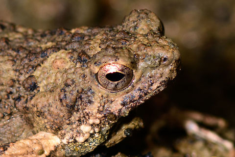 Túngara frog camouflage - head closeup, Uraba, Colombia It's a small miracle that I didn't personally kill this frog as it was on the open path and I almost stepped on it. It's a mere 1-2cm in size and blends into its environment by being covered in its mud. This is our second observation of this frog. We never heard it call, but I looked it up, and they have an awesome mating call:

https://www.youtube.com/watch?v=CW1D6--FihA

Both our observations were during the daytime, whilst this is a nocturnal frog.  Closeups:

https://www.jungledragon.com/image/59926/tngara_frog_camouflage_uraba_colombia.html
https://www.jungledragon.com/image/59927/tngara_frog_camouflage_-_closeup_uraba_colombia.html Antioquia,Colombia,Colombia Choco & Pacific region,Engystomops pustulosus,Fall,Geotagged,South America,Túngara frog,Uraba,Urabá,World
