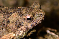 Túngara frog camouflage - head closeup, Uraba, Colombia It's a small miracle that I didn't personally kill this frog as it was on the open path and I almost stepped on it. It's a mere 1-2cm in size and blends into its environment by being covered in its mud. This is our second observation of this frog. We never heard it call, but I looked it up, and they have an awesome mating call:<br />
<br />
https://www.youtube.com/watch?v=CW1D6--FihA<br />
<br />
Both our observations were during the daytime, whilst this is a nocturnal frog.  Closeups:<br />
<br />
https://www.jungledragon.com/image/59926/tngara_frog_camouflage_uraba_colombia.html<br />
https://www.jungledragon.com/image/59927/tngara_frog_camouflage_-_closeup_uraba_colombia.html Antioquia,Colombia,Colombia Choco & Pacific region,Engystomops pustulosus,Fall,Geotagged,South America,Túngara frog,Uraba,Urabá,World