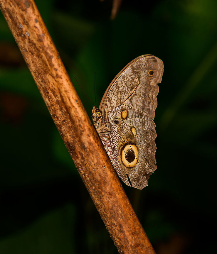Illioneus Giant Owl, Uraba, Colombia  Antioquia,Caligo illioneus,Colombia,Colombia Choco & Pacific region,Illioneus Giant Owl,South America,Uraba,Urabá,World