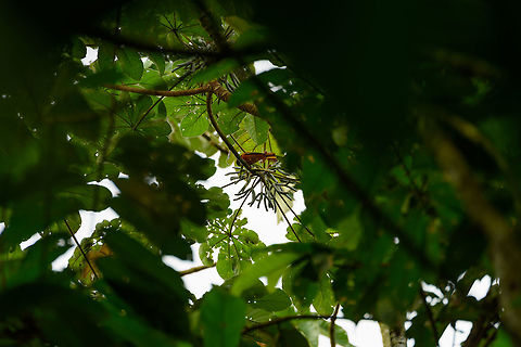 Baltimore oriole, Uraba, Colombia A remote observation of this Baltimore oriole through the canopy, adding it because we did not have an observation of this bird from Colombia yet. Which is unsurprising, as it is at the far southern edge of its known migration territory. Antioquia,Baltimore oriole,Colombia,Colombia Choco & Pacific region,Icterus galbula,South America,Uraba,Urab&aacute;,World