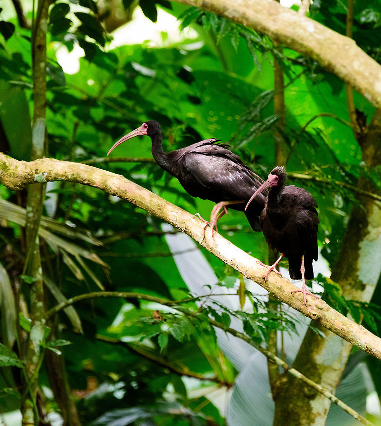 Bare-faced Ibis couple, Uraba, Colombia Particularly in the left individual you can see the very clear line where feathers end, and its face is bare, hence its name. Described in my book as the most frequently spotted Ibis in Colombia, but it's new to me :)<br />
<br />
<figure class="photo"><a href="https://www.jungledragon.com/image/59999/bare-faced_ibis_individual_uraba_colombia.html" title="Bare-faced Ibis individual, Uraba, Colombia"><img src="https://s3.amazonaws.com/media.jungledragon.com/images/2/59999_thumb.jpg?AWSAccessKeyId=05GMT0V3GWVNE7GGM1R2&Expires=1770854410&Signature=S%2BjhOOrNLw8tZ7UnflKbJfo4hjg%3D" width="126" height="152" alt="Bare-faced Ibis individual, Uraba, Colombia Just wanted to single out this individual to emphasize their raw "beauty" :) Antioquia,Bare-faced ibis,Colombia,Colombia Choco &amp; Pacific region,Phimosus infuscatus,South America,Uraba,Urab&aacute;,World" /></a></figure> Antioquia,Bare-faced ibis,Colombia,Colombia Choco & Pacific region,Phimosus infuscatus,South America,Uraba,Urab&aacute;,World