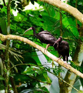 Bare-faced Ibis couple, Uraba, Colombia Particularly in the left individual you can see the very clear line where feathers end, and its face is bare, hence its name. Described in my book as the most frequently spotted Ibis in Colombia, but it's new to me :)

https://www.jungledragon.com/image/59999/bare-faced_ibis_individual_uraba_colombia.html Antioquia,Bare-faced ibis,Colombia,Colombia Choco & Pacific region,Phimosus infuscatus,South America,Uraba,Urab&aacute;,World
