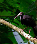Bare-faced Ibis individual, Uraba, Colombia Just wanted to single out this individual to emphasize their raw "beauty" :) Antioquia,Bare-faced ibis,Colombia,Colombia Choco & Pacific region,Phimosus infuscatus,South America,Uraba,Urabá,World