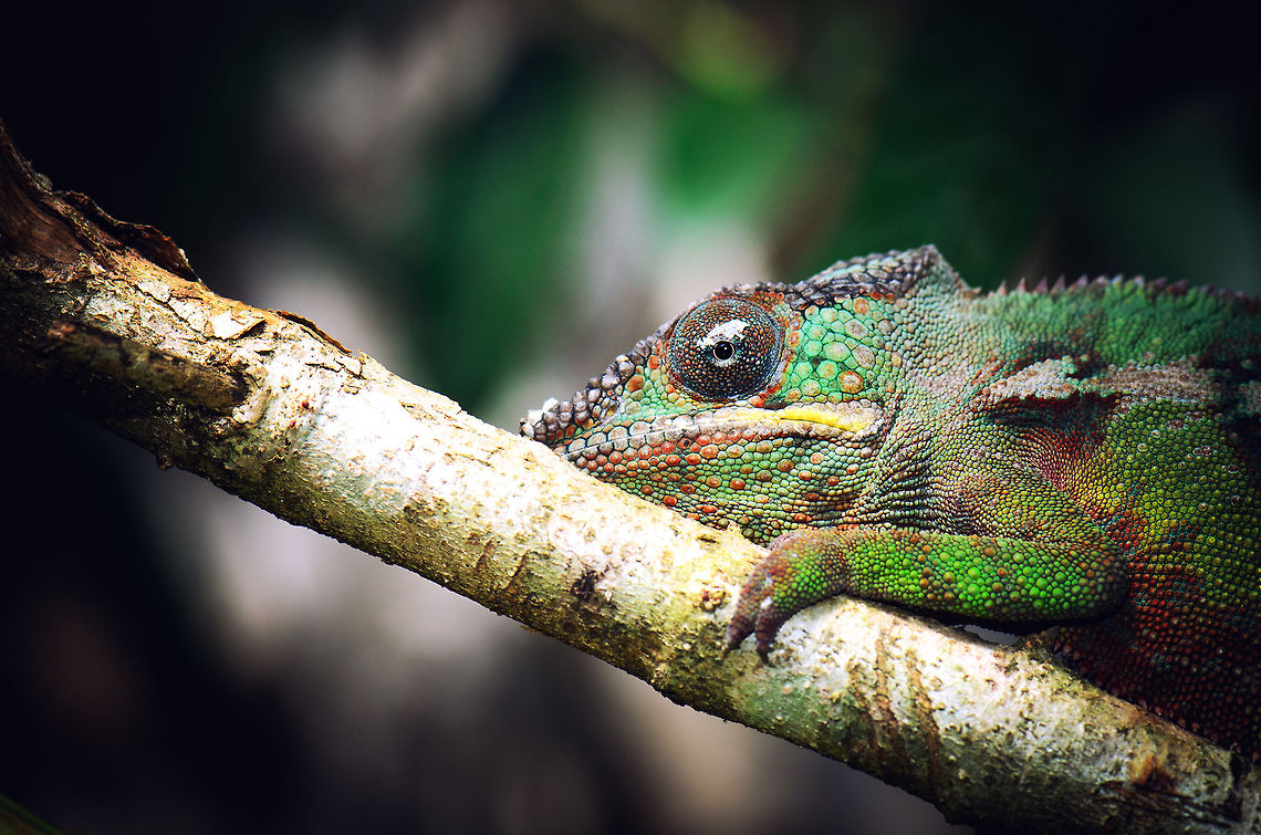 Head closeup of male Panther chameleon in Madagascar Literally the &quot;forked leopard&quot;, because of the Panther Chameleon&#039;s leopard-like skin patterns and forked toes. There&#039;s a lot of interesting facts to know about this chameleon: 360 degree vision with the ability to observe and focus on two objects simultaneously. A myriad of color variations depending on local conditions. A tongue longer than their body, that can be launched at 20 to 30 times the body lenght per second. Ultraviolet sight. The ability to inflate itself to scare competitors. Claws optimized for holding on to even the smallest twig, and climbing the steepest trees. <br />
<br />
Quite frankly, this beast is awesome. Furcifer pardalis,Geotagged,Madagascar,Panther chameleon,Pyreras Reserve
