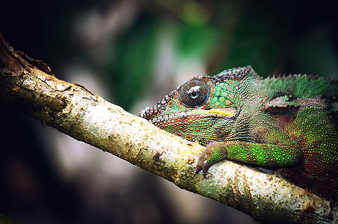 Head closeup of male Panther chameleon in Madagascar Literally the "forked leopard", because of the Panther Chameleon's leopard-like skin patterns and forked toes. There's a lot of interesting facts to know about this chameleon: 360 degree vision with the ability to observe and focus on two objects simultaneously. A myriad of color variations depending on local conditions. A tongue longer than their body, that can be launched at 20 to 30 times the body lenght per second. Ultraviolet sight. The ability to inflate itself to scare competitors. Claws optimized for holding on to even the smallest twig, and climbing the steepest trees. 

Quite frankly, this beast is awesome. Furcifer pardalis,Geotagged,Madagascar,Panther chameleon,Pyreras Reserve