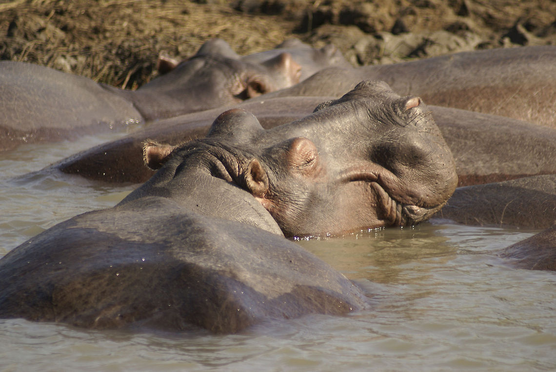 Hippo closeup A smiling hippo enjoying family time in the river in South Africa. Closeup,Hippo,Hippopotamus,Hippopotamus amphibius,South Africa