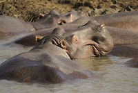 Hippo closeup A smiling hippo enjoying family time in the river in South Africa. Closeup,Hippo,Hippopotamus,Hippopotamus amphibius,South Africa