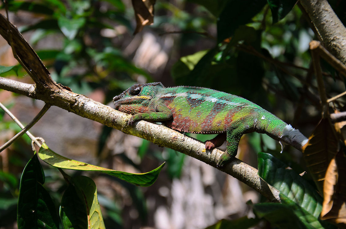 Full body shot of male Panther chameleon in Madagascar Not totally happy with this shot, but its the only one I have that shows most of the body of this Panter Chameleon. It is called like that because of its panter-like skin pattern, which may appear in several color variations. And to debunk a myth: chameleons do NOT adjust their color to their environment. They change it based on their mood. Furcifer pardalis,Geotagged,Madagascar,Panther chameleon,Pyreras Reserve