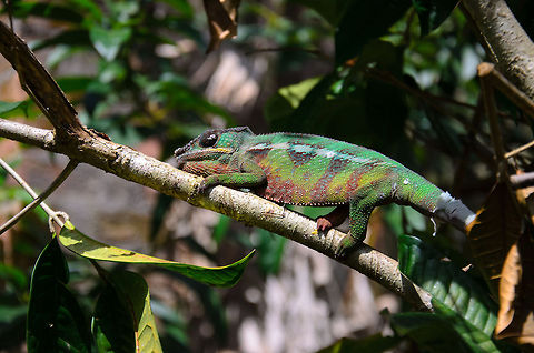 Full body shot of male Panther chameleon in Madagascar Not totally happy with this shot, but its the only one I have that shows most of the body of this Panter Chameleon. It is called like that because of its panter-like skin pattern, which may appear in several color variations. And to debunk a myth: chameleons do NOT adjust their color to their environment. They change it based on their mood. Furcifer pardalis,Geotagged,Madagascar,Panther chameleon,Pyreras Reserve