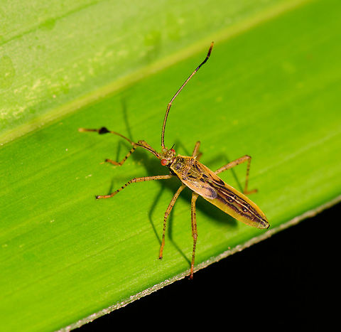 Leaf or shield bug, Uraba, Colombia Miridae is my guess, but not at all sure. About 1-2 cm in size, overall yellow appearance, red eyes, and dark tips on the antennae. Antioquia,Colombia,Colombia Choco & Pacific region,Fall,Geotagged,South America,Uraba,Urab&aacute;,World