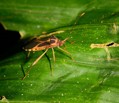 Shield bug, Uraba, Colombia Looks surprisingly similar to this observation one minute earlier:
:https://www.jungledragon.com/image/60029/leaf_bug_uraba_colombia.html

But frankly, I don't remember if I photographed the same individual. They look different to me. Antioquia,Colombia,Colombia Choco & Pacific region,Fall,Geotagged,South America,Uraba,Urab&aacute;,World