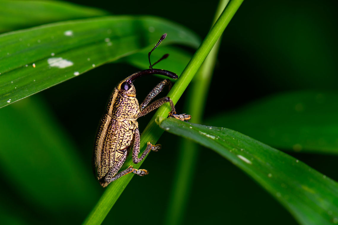 Cholini sp., Large spotted weevil, Uraba, Colombia We're seeing this pattern where most weevils we see in Colombia are unusually large, compared to past experiences. Besides that, they're also quite beautiful. <br />
<br />
Update: <a href="https://www.inaturalist.org/photos/23406052" rel="nofollow">https://www.inaturalist.org/photos/23406052</a> Antioquia,Cholus cinctus,Colombia,Colombia Choco & Pacific region,Fall,Geotagged,South America,Uraba,Urab&aacute;,World