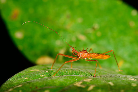 Orange assassin bug, Uraba, Colombia I think I wasted several dozen shots on trying to get this in focus, as it's a very thin insect, but got one somewhat usable. This looks to be an assassin bug. It is overall orange, and has very cool looking pink eyes, check out the crop here:
https://www.jungledragon.com/image/60034/orange_assassin_bug_-_head_closeup_uraba_colombia.html Antioquia,Colombia,Colombia Choco & Pacific region,Fall,Geotagged,South America,Uraba,Urab&aacute;,World