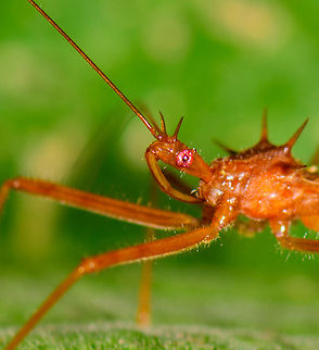 Orange assassin bug - head closeup, Uraba, Colombia Crop of an assassin bug found in Uraba. It has interesting pink eyes.
https://www.jungledragon.com/image/60032/orange_assassin_bug_uraba_colombia.html Antioquia,Colombia,Colombia Choco & Pacific region,Fall,Geotagged,South America,Uraba,Urab&aacute;,World