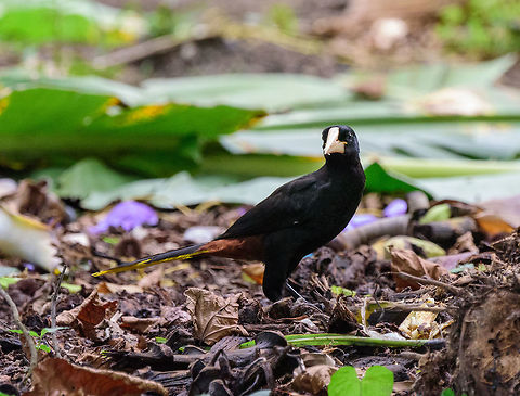 Chestnut-headed oropendola, Uraba, Colombia The chestnut color is not visible on this photo as it depends on the angle of light. I have another photo of this same individual showing the chestnut color in the head, yet it is very unsharp. Antioquia,Chestnut-headed oropendola,Colombia,Colombia Choco & Pacific region,Psarocolius wagleri,South America,Uraba,Urab&aacute;,World
